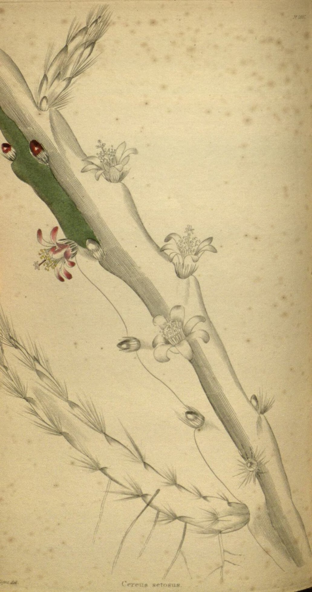 no full size  illustration available (3a)