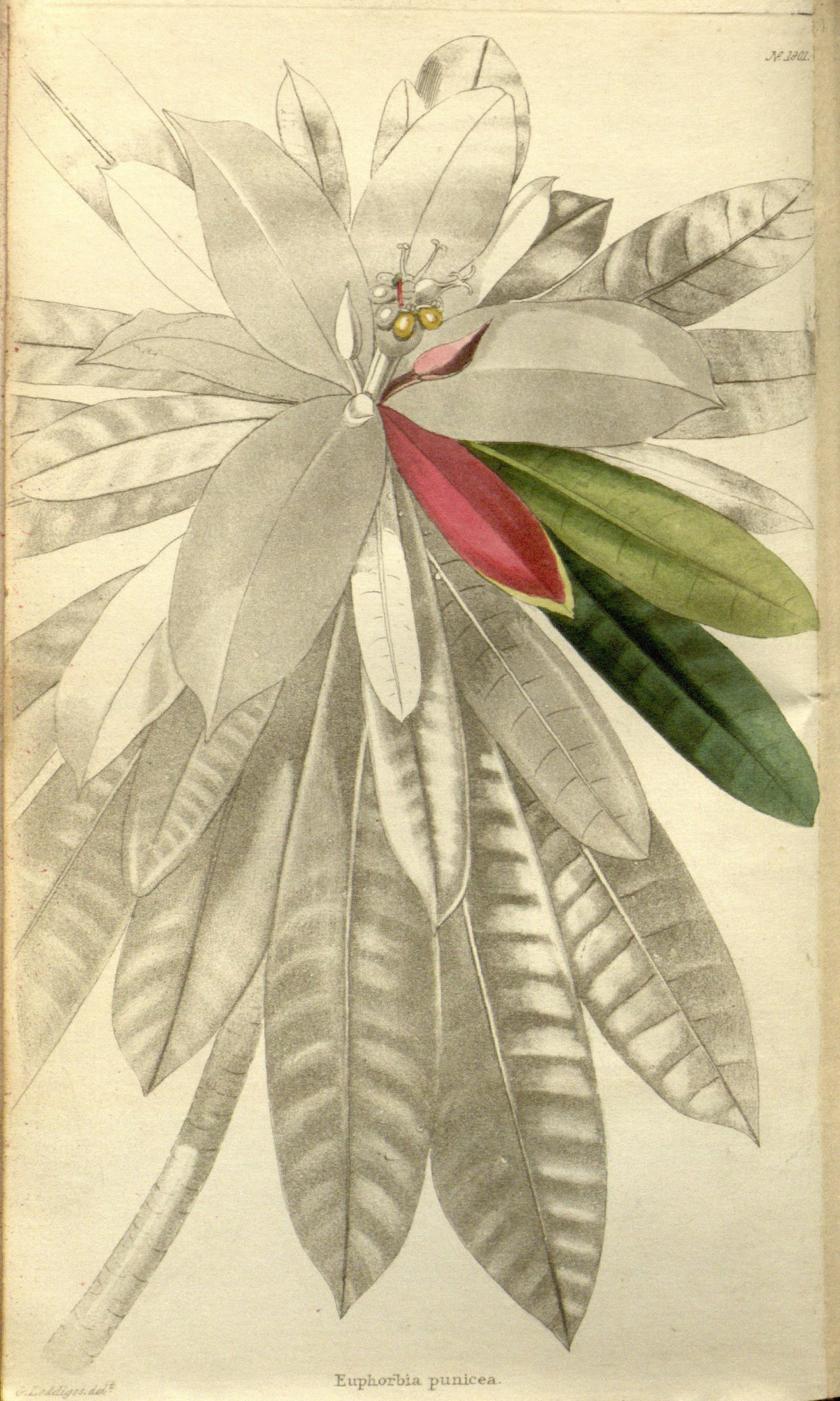 no full size  illustration available (3a)