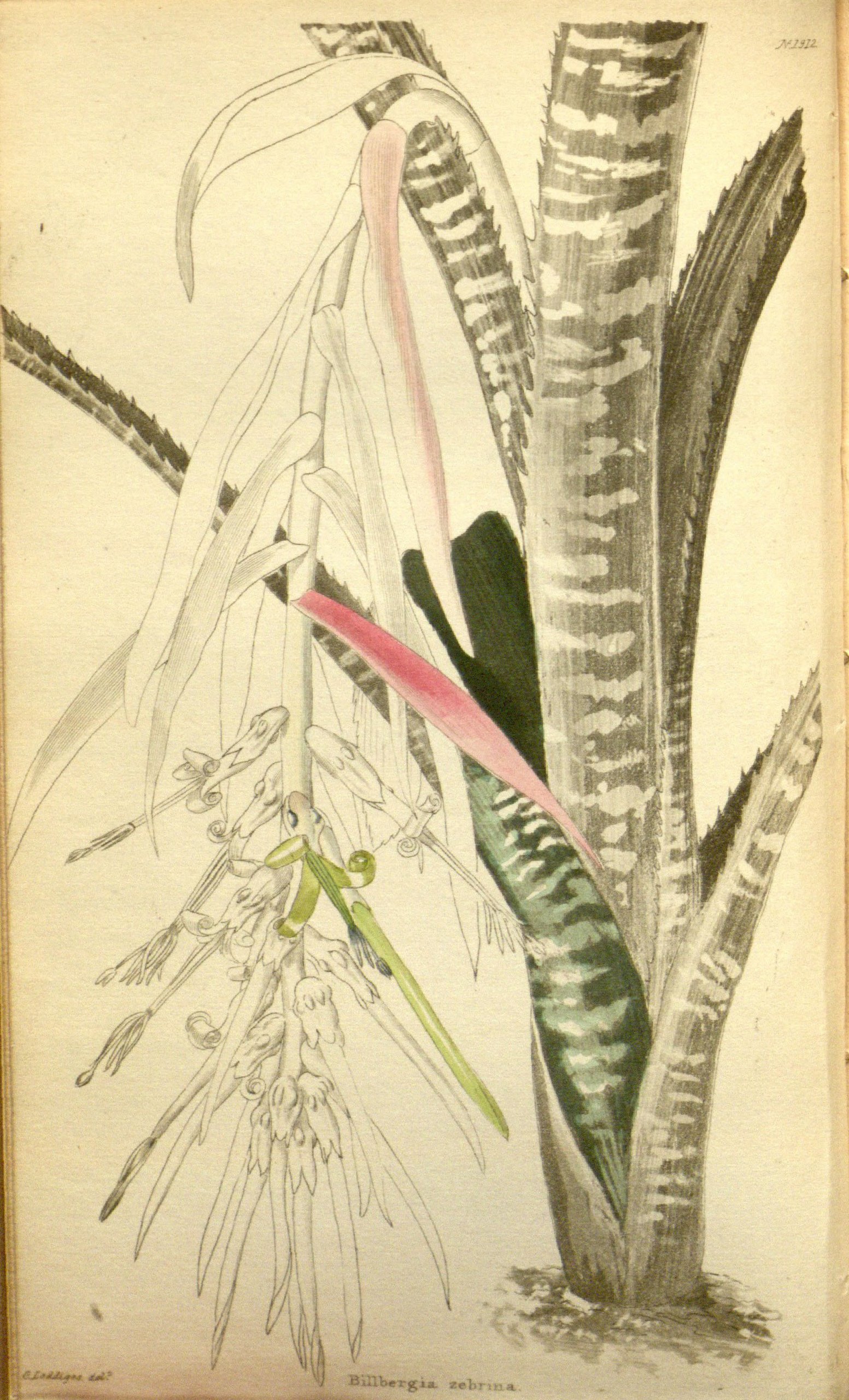 no full size  illustration available (3a)