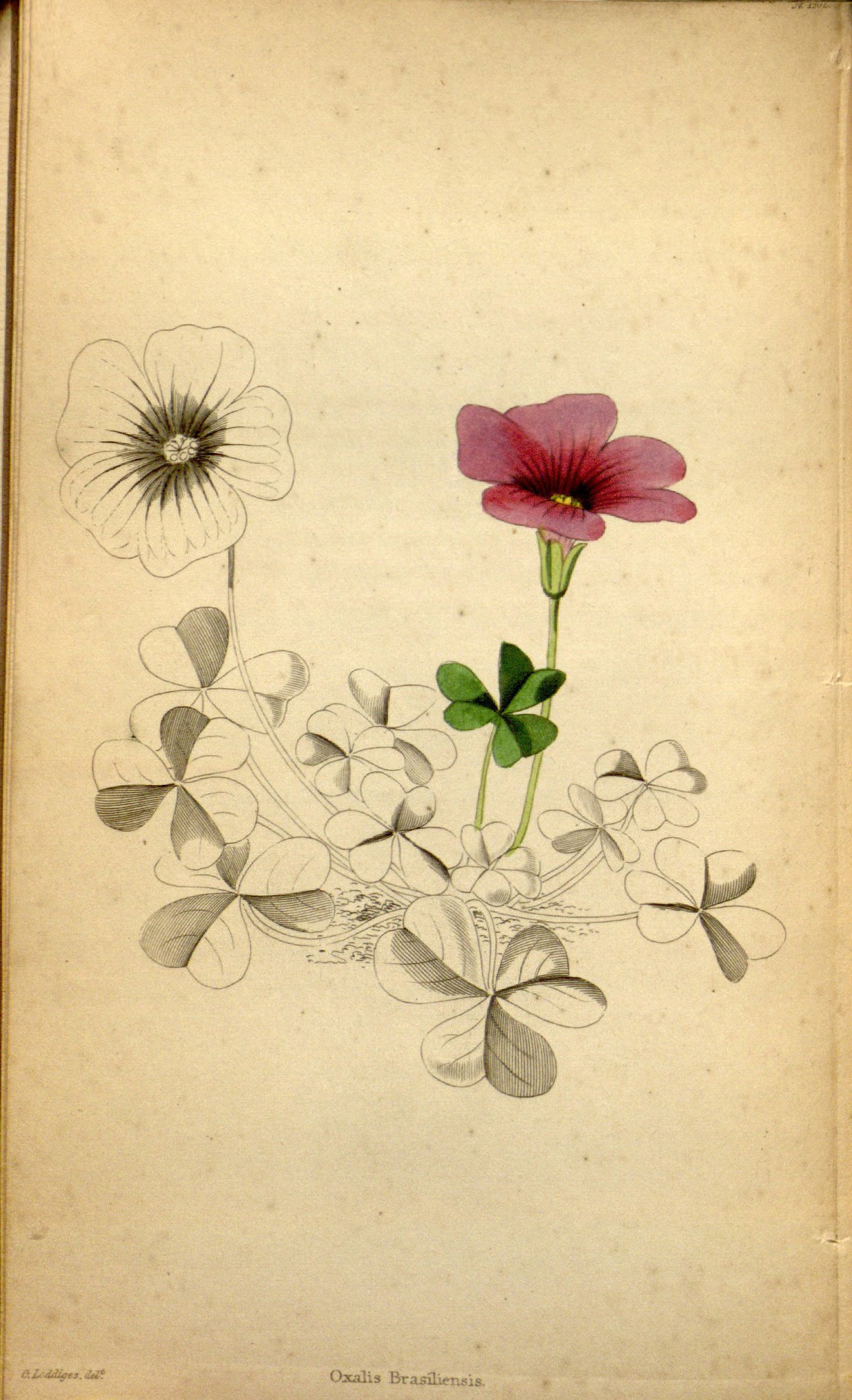 no full size  illustration available (3a)