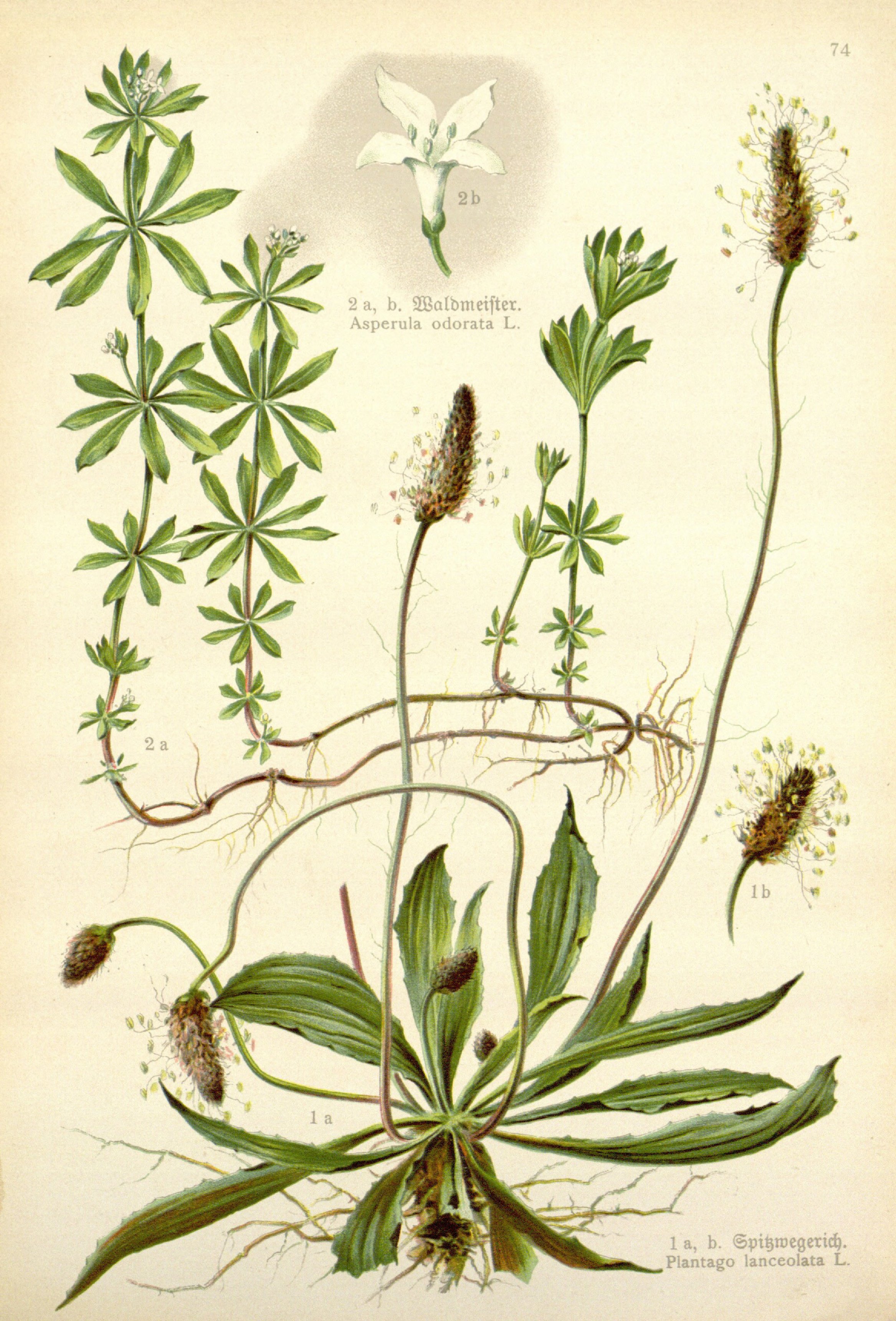 no full size  illustration available (3a)