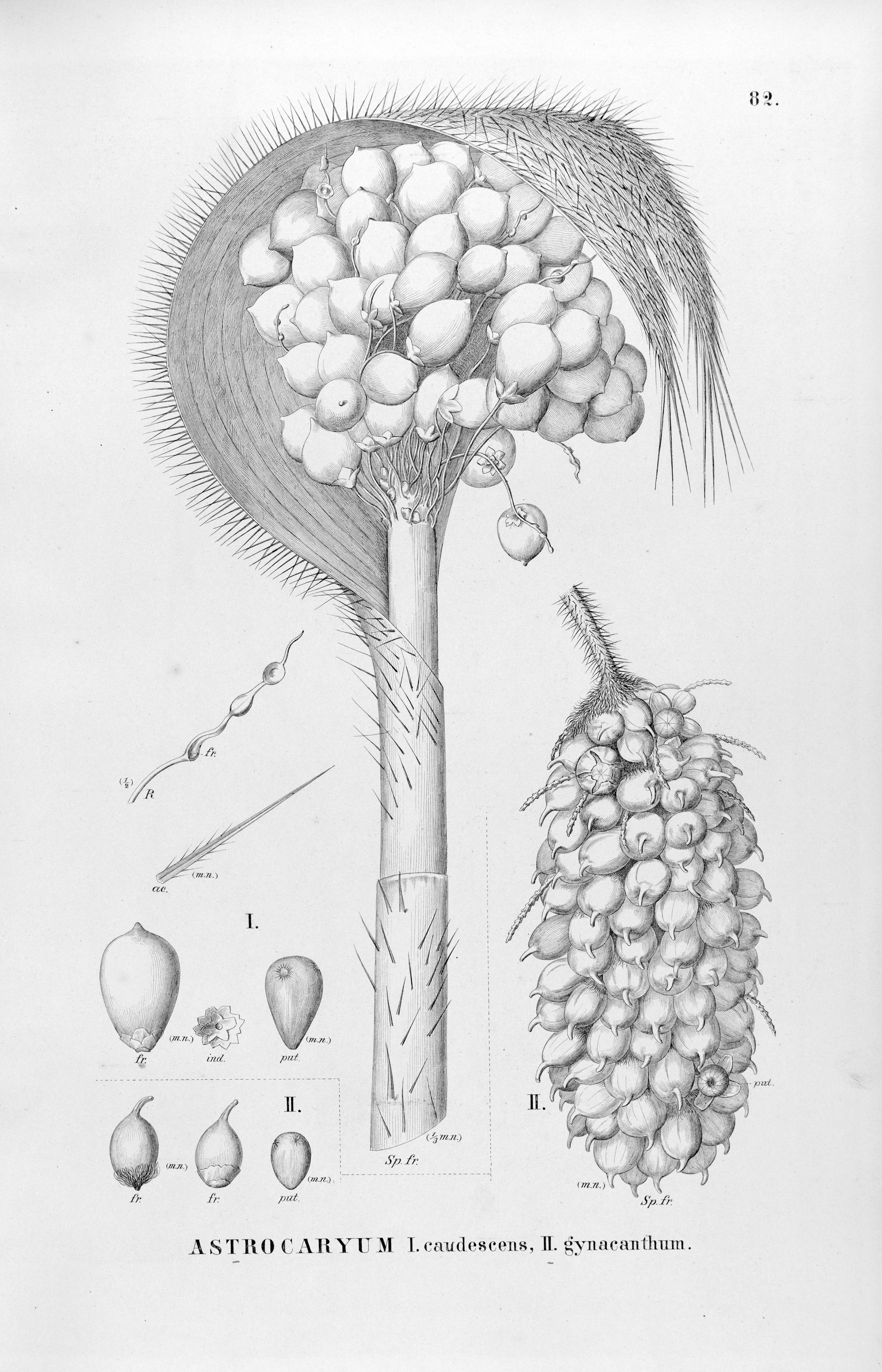 no full size  illustration available (3a)