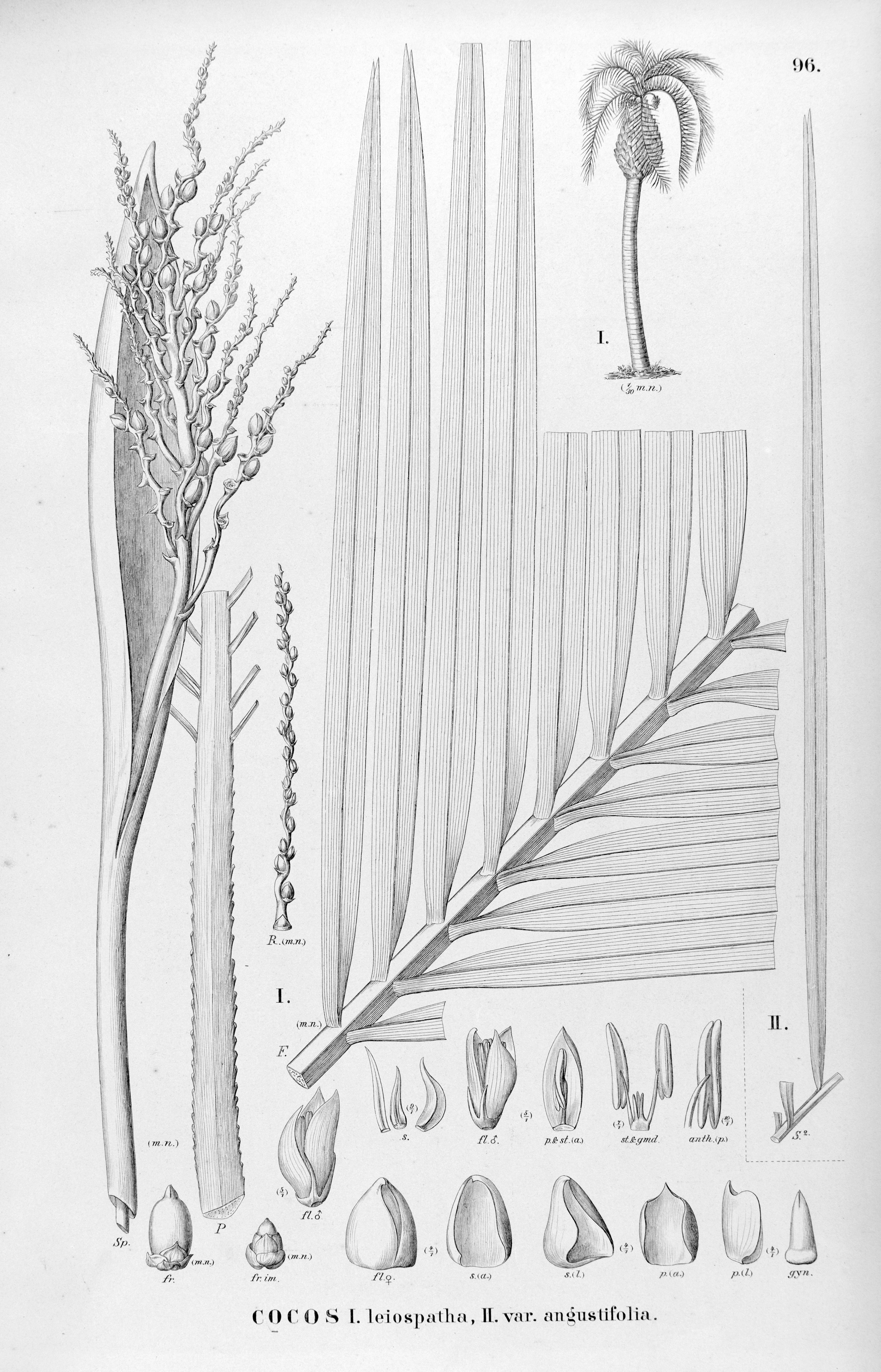 no full size  illustration available (3a)