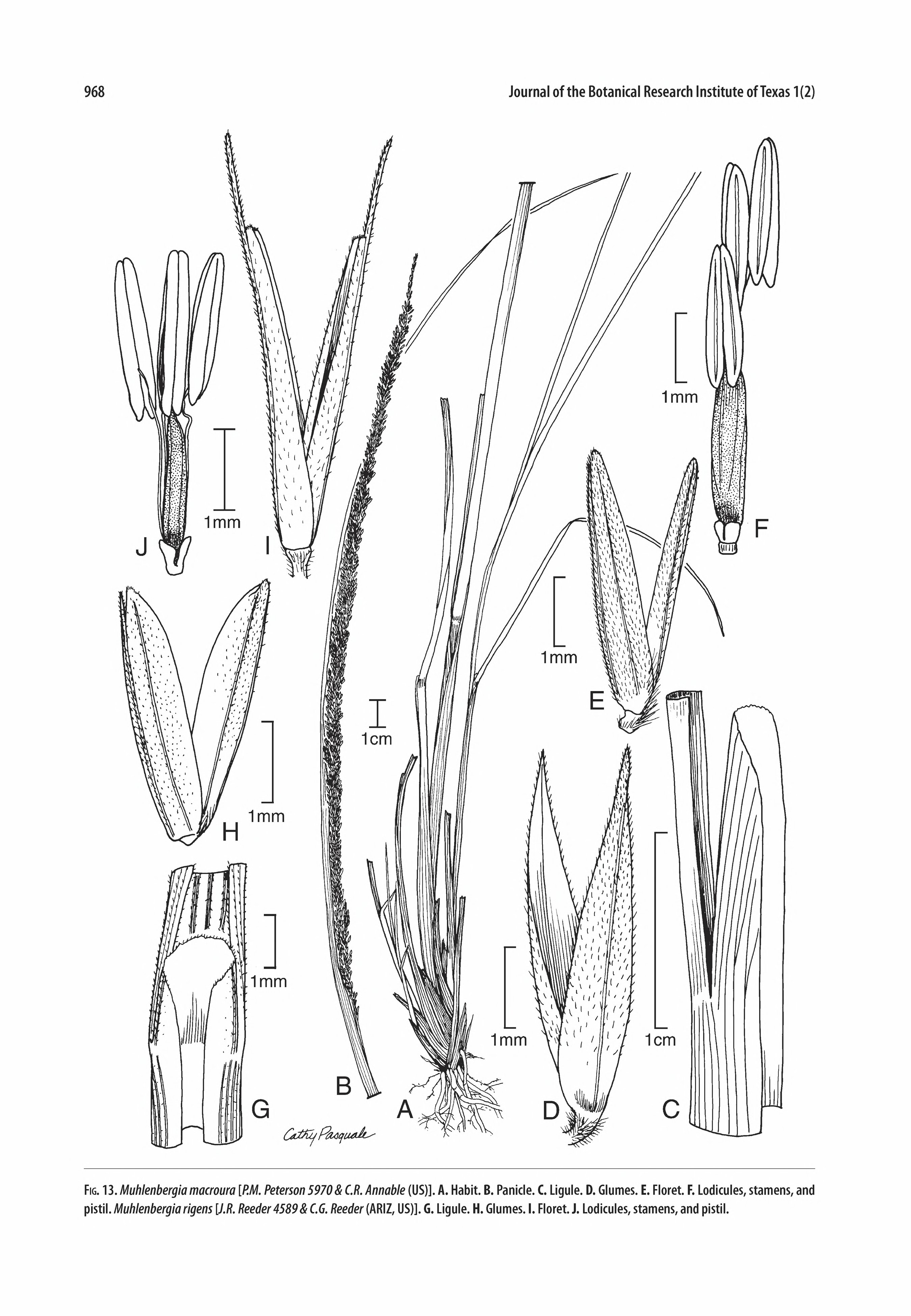 no full size  illustration available (3a)