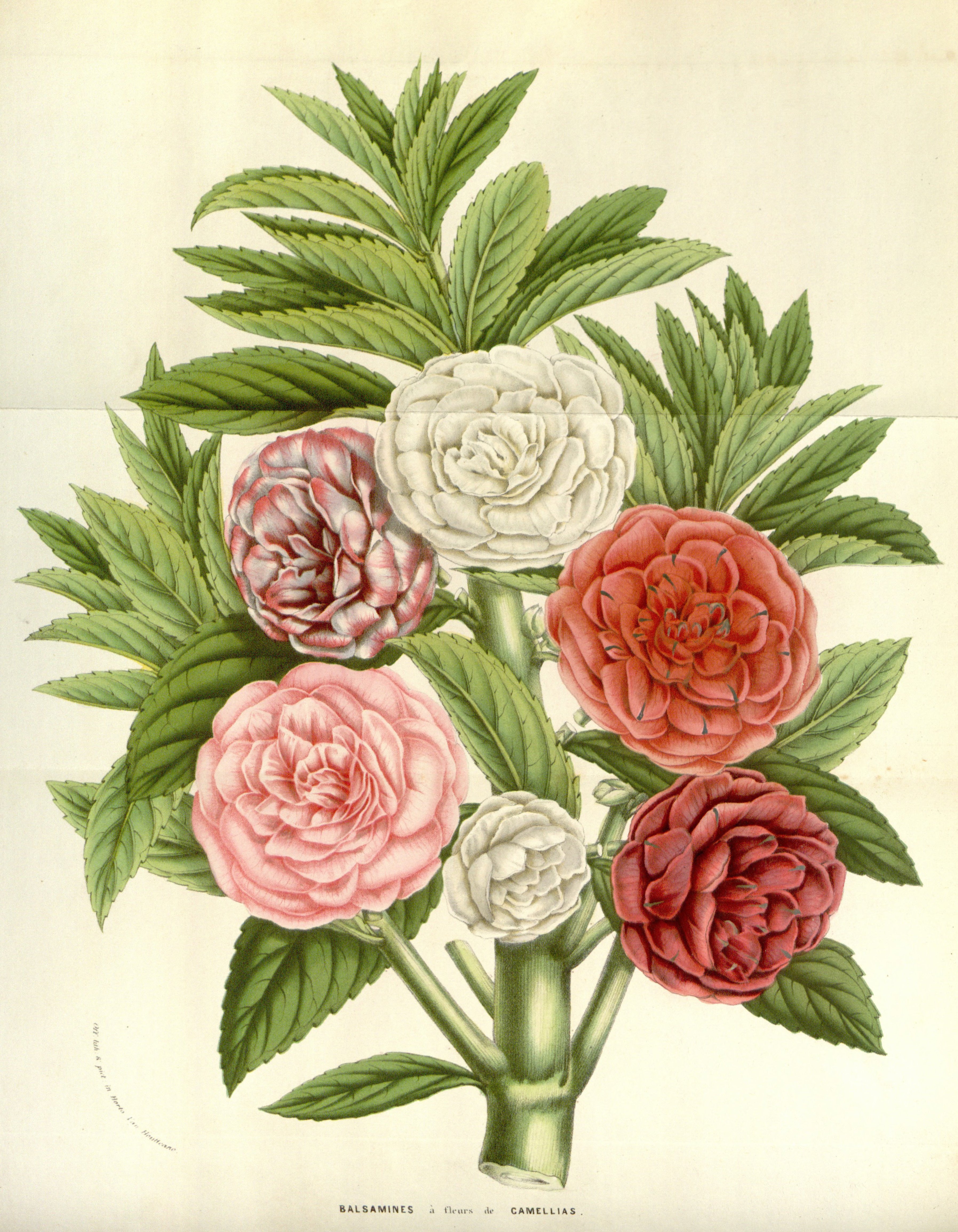 no full size  illustration available (3a)