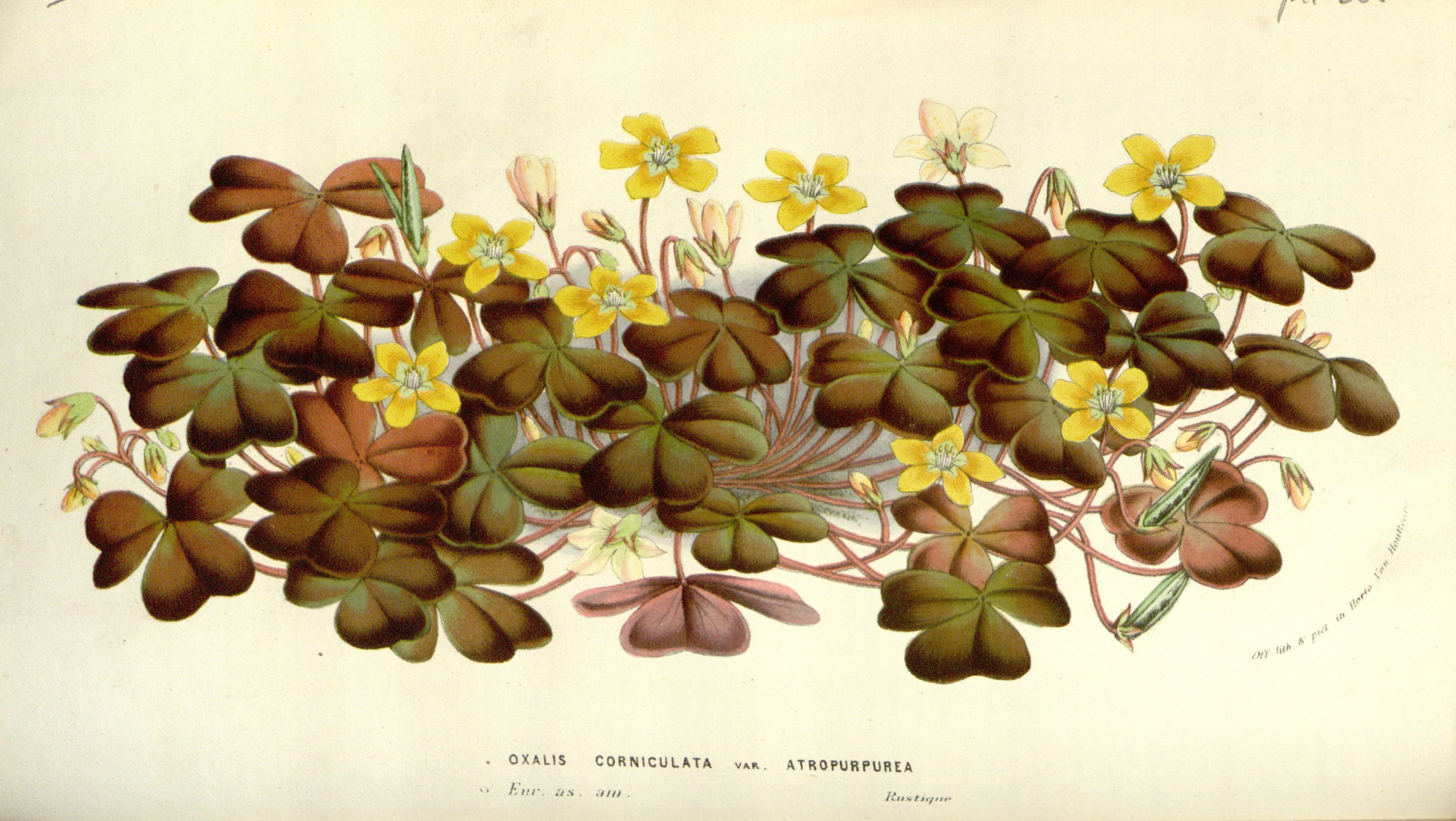 no full size  illustration available (3a)