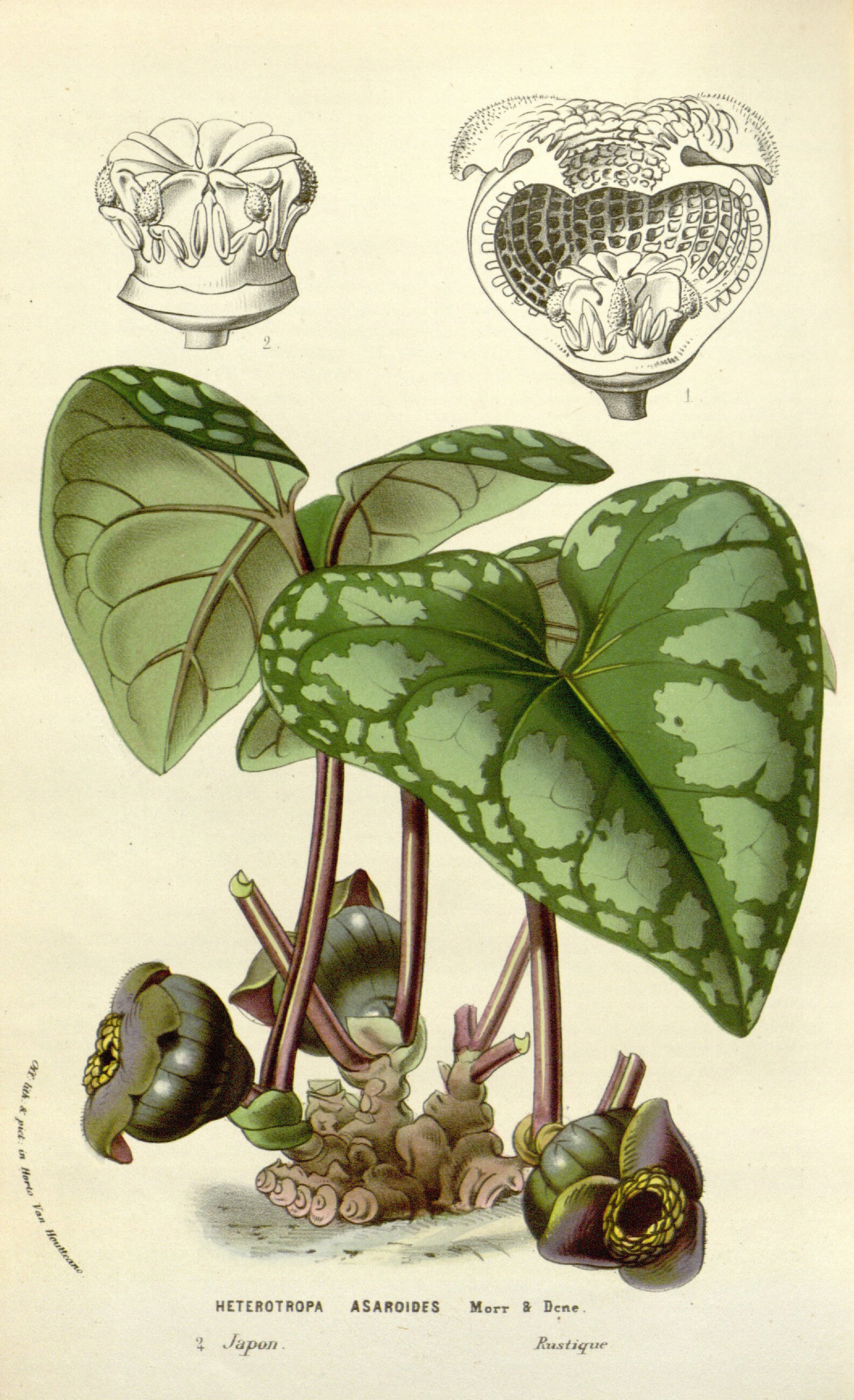 no full size  illustration available (3a)