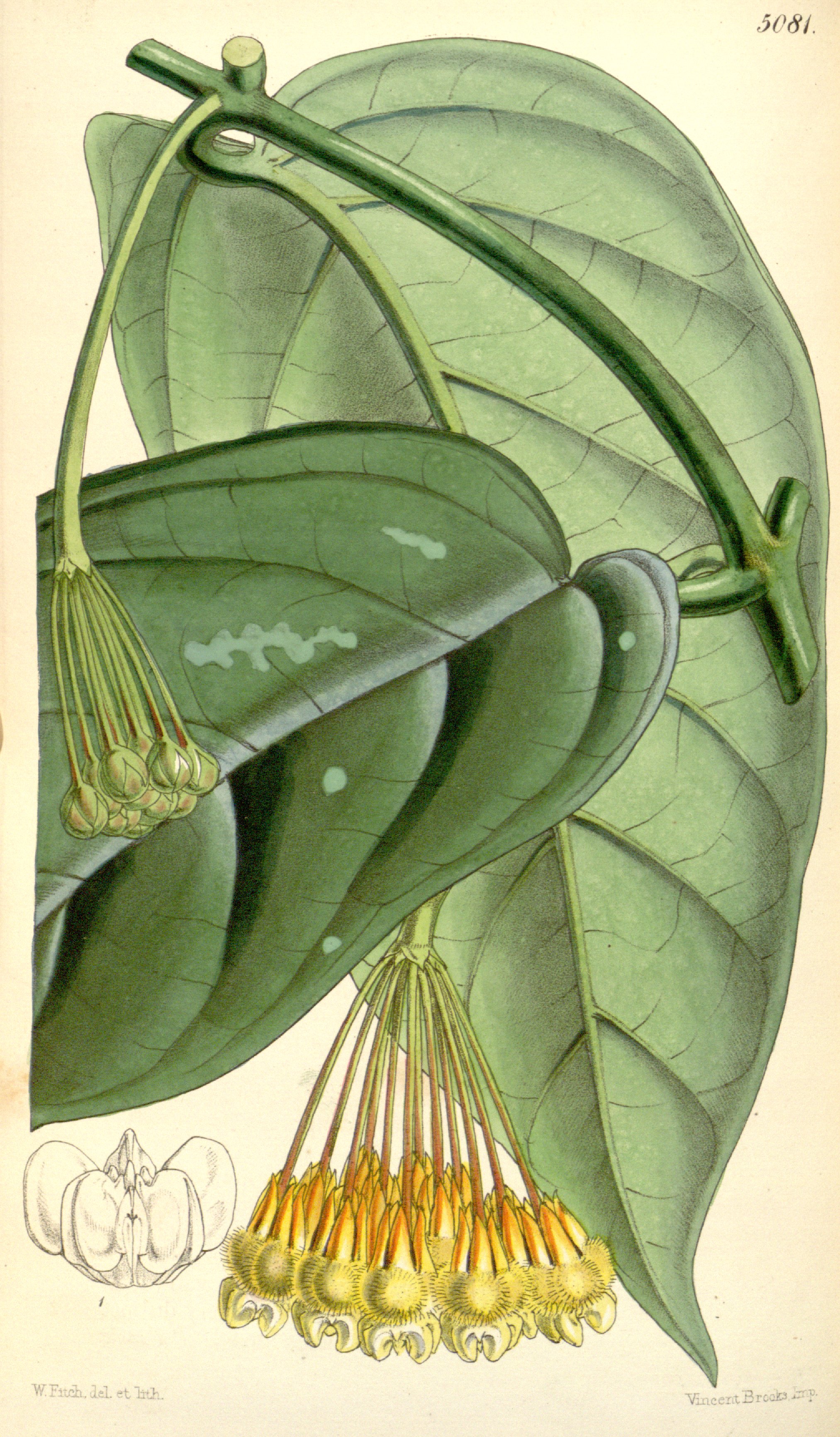 no full size  illustration available (3a)