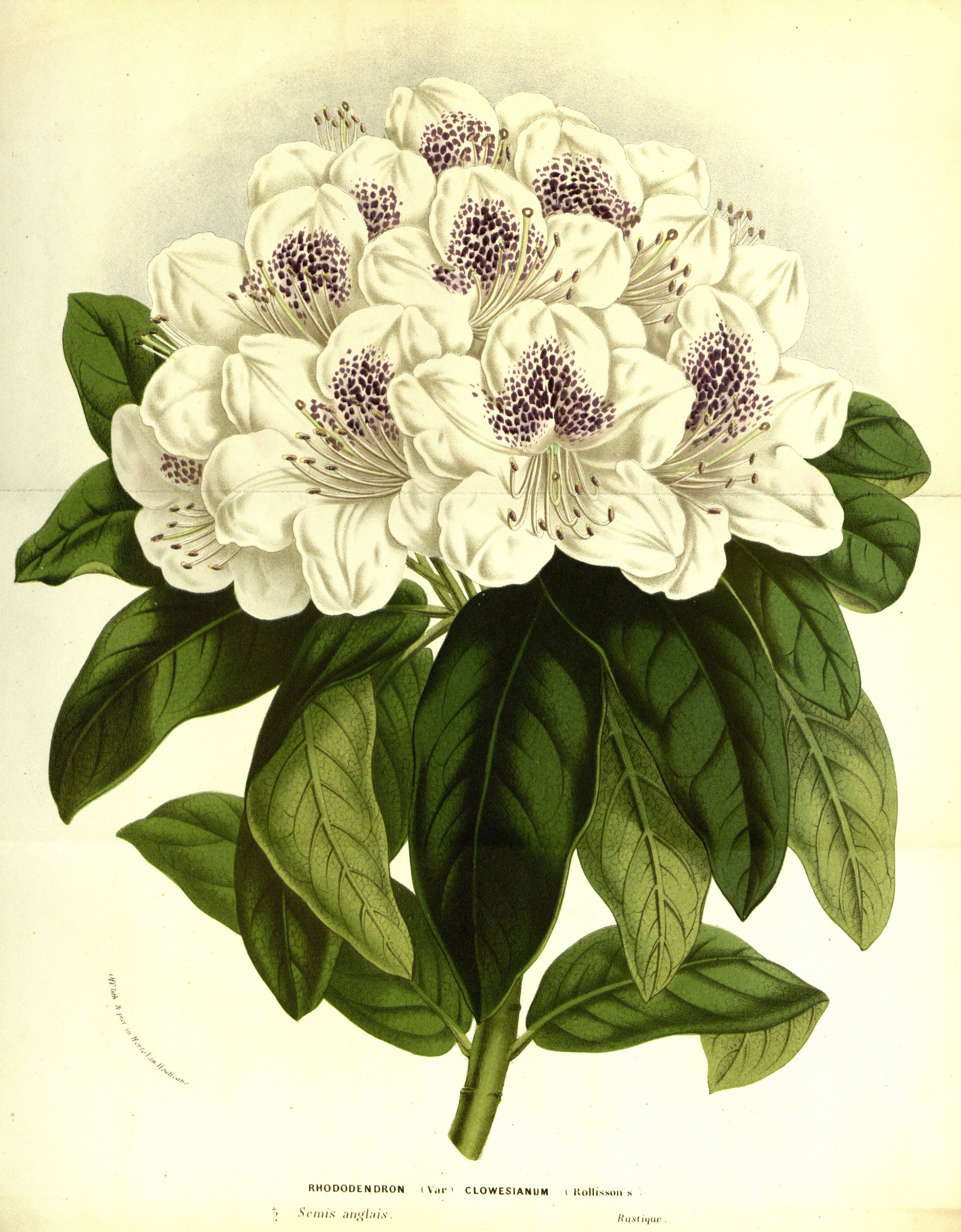 no full size  illustration available (3a)