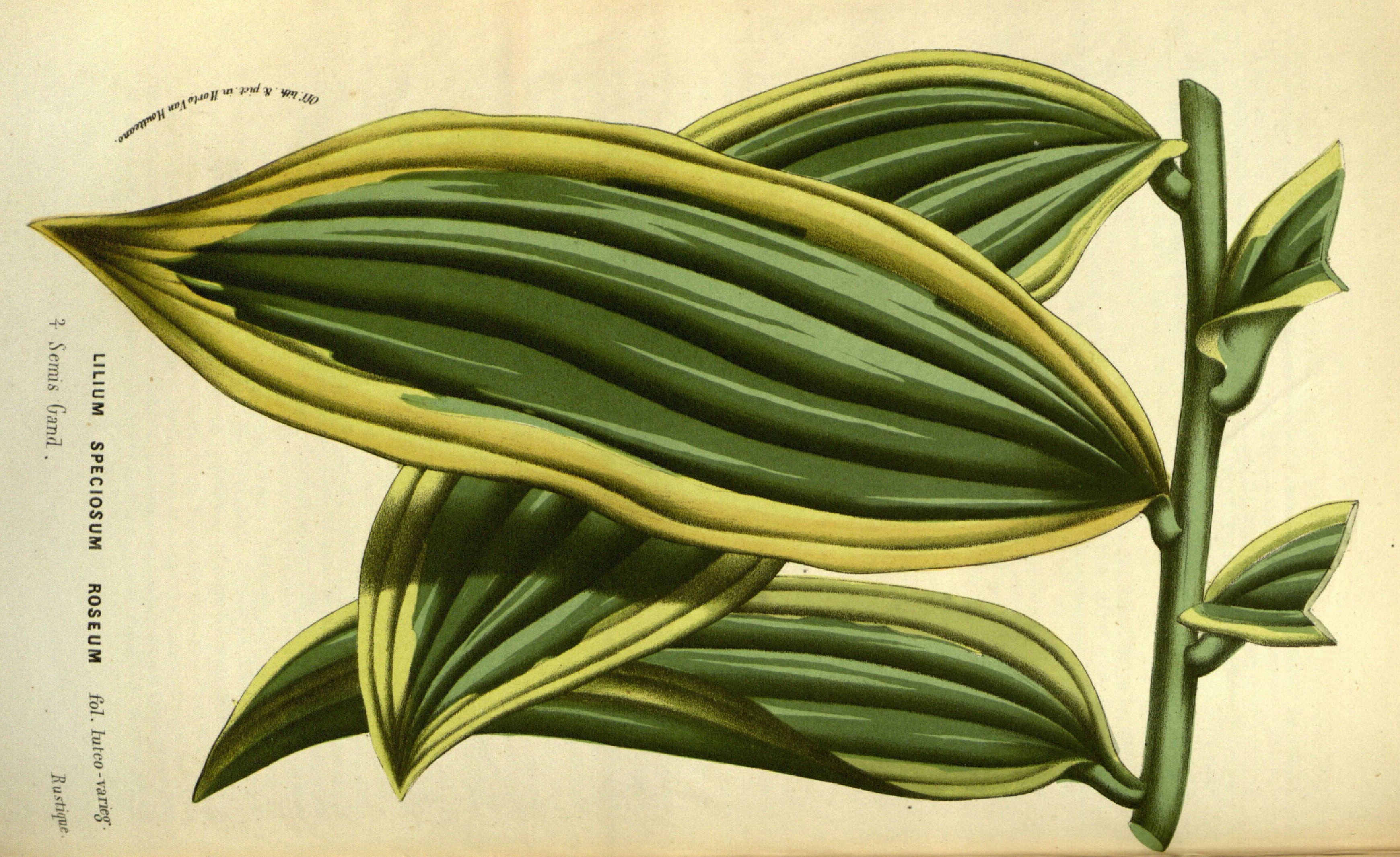 no full size  illustration available (3a)