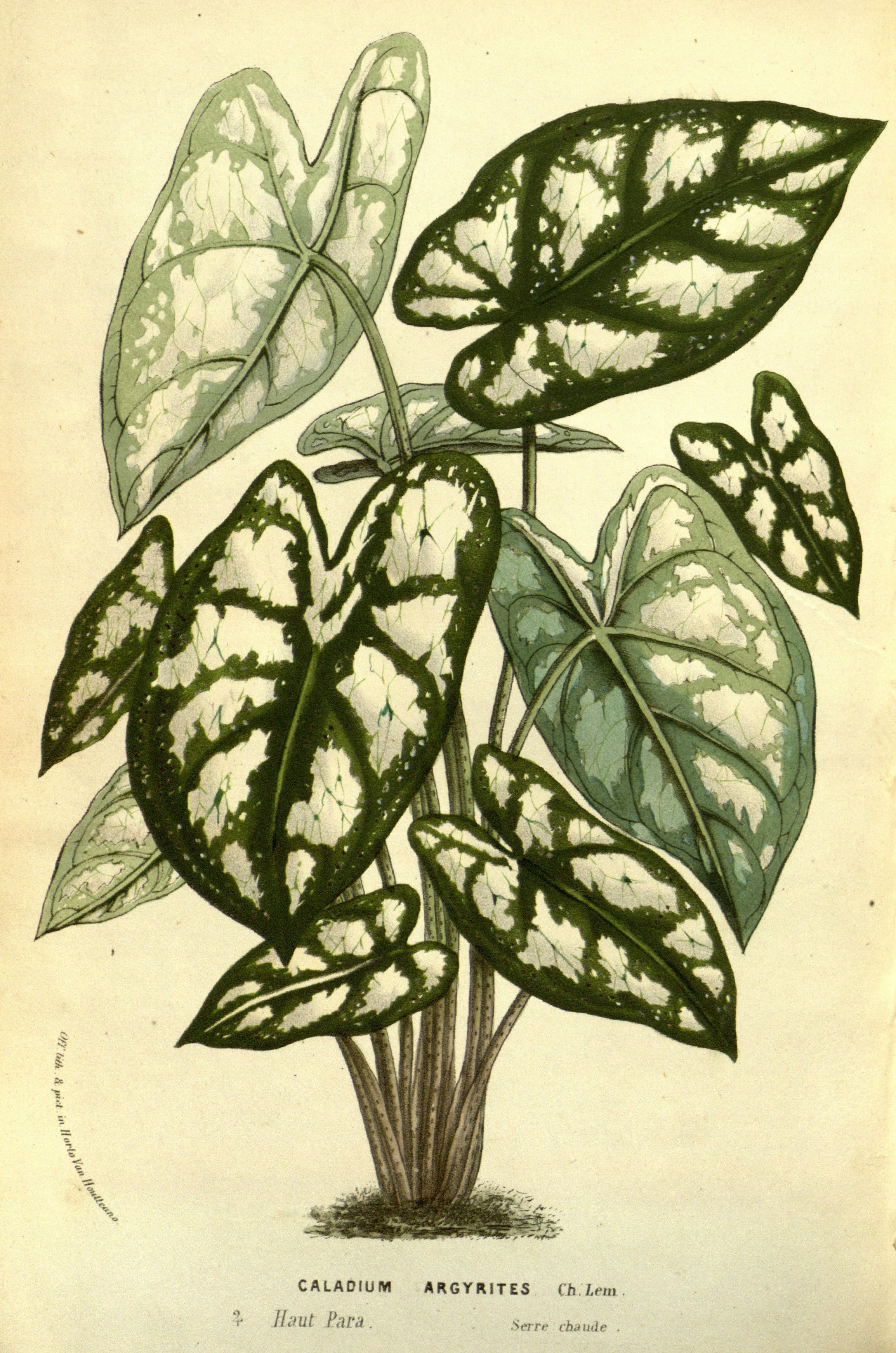 no full size  illustration available (3a)