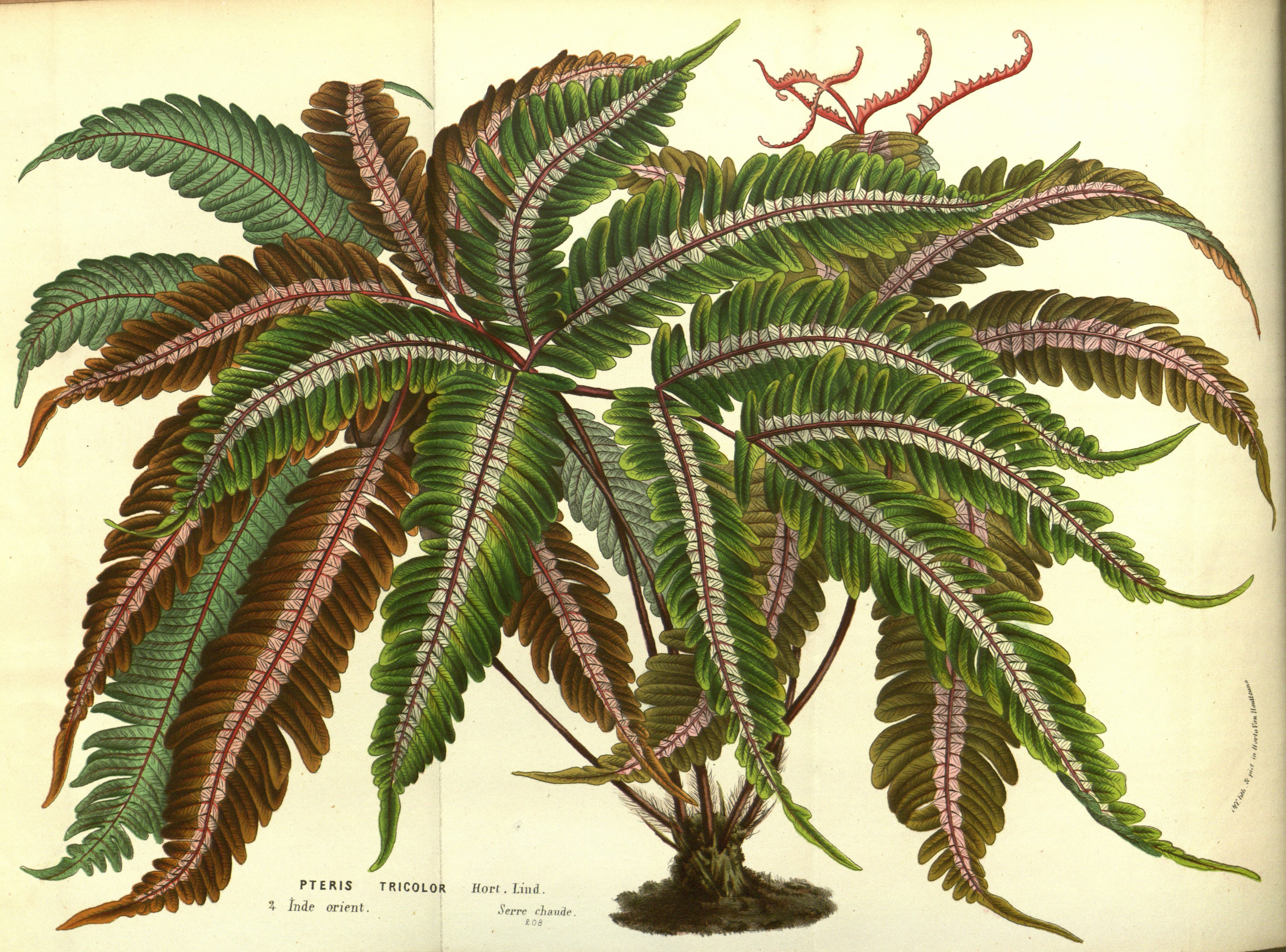 no full size  illustration available (3a)