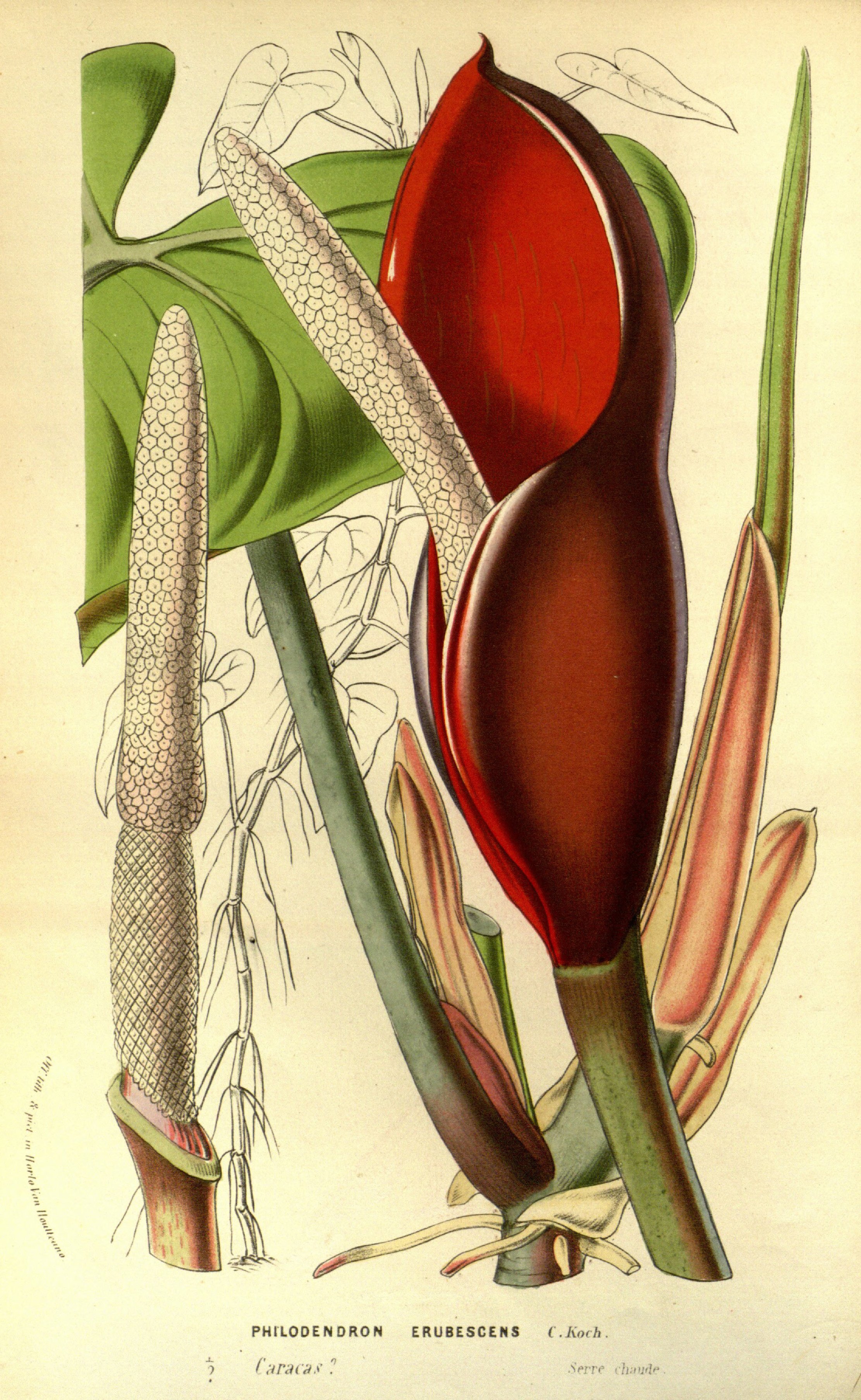 no full size  illustration available (3a)