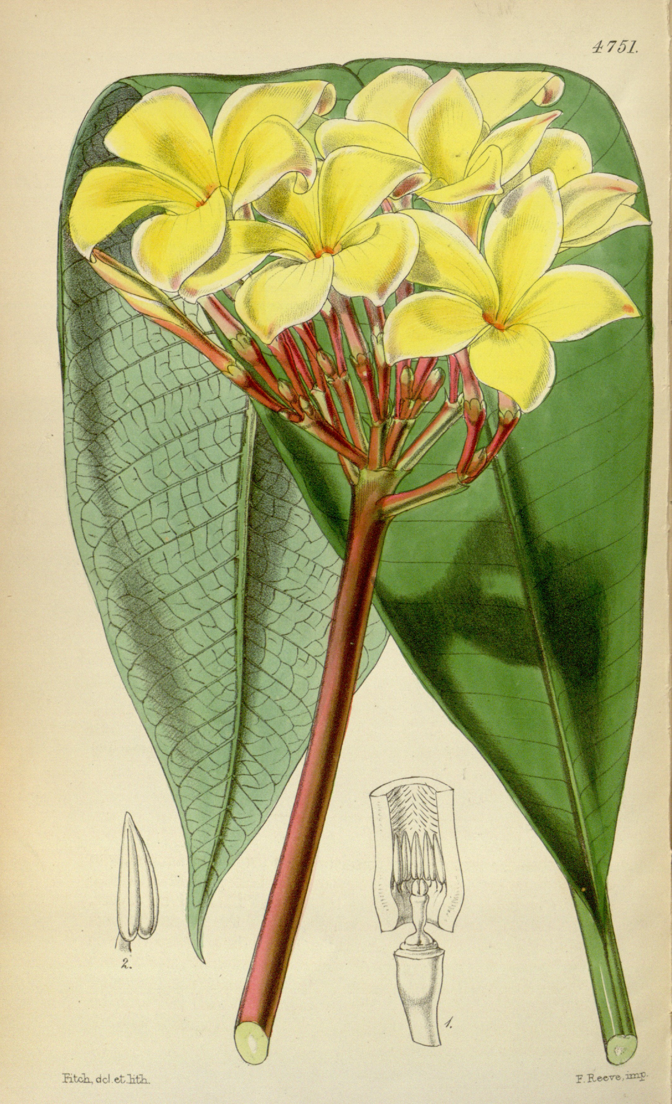 no full size  illustration available (3a)