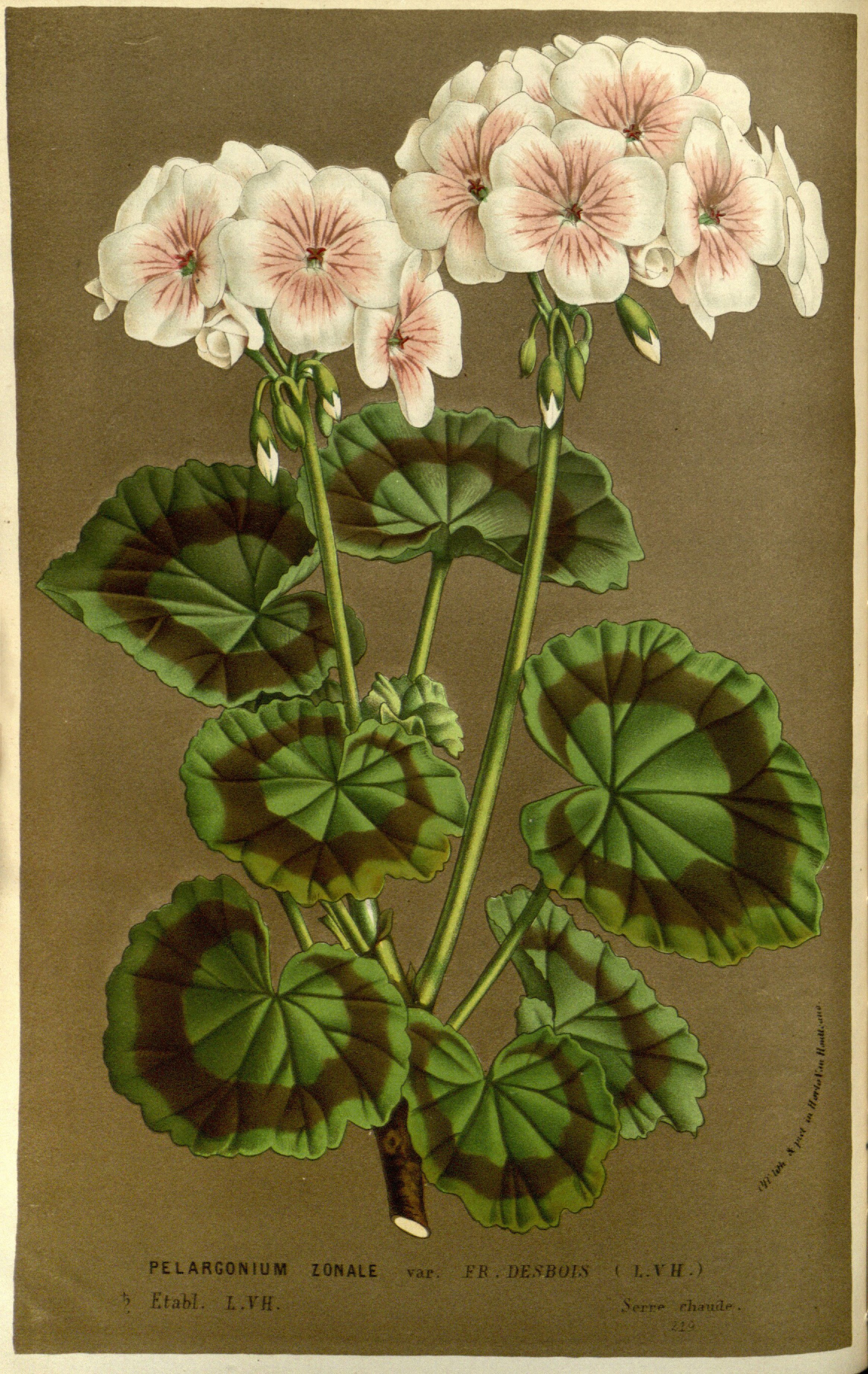 no full size  illustration available (3a)