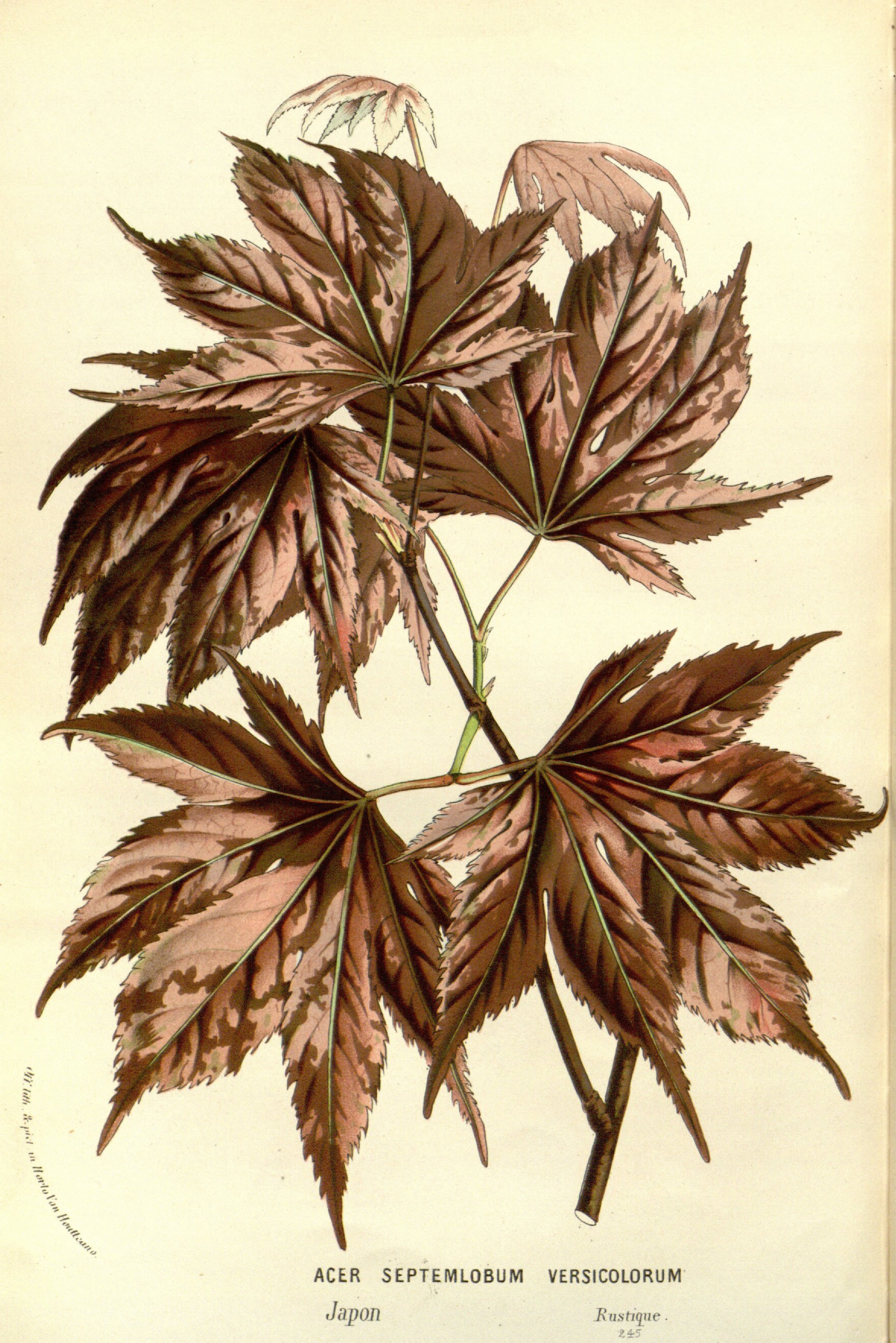 no full size  illustration available (3a)