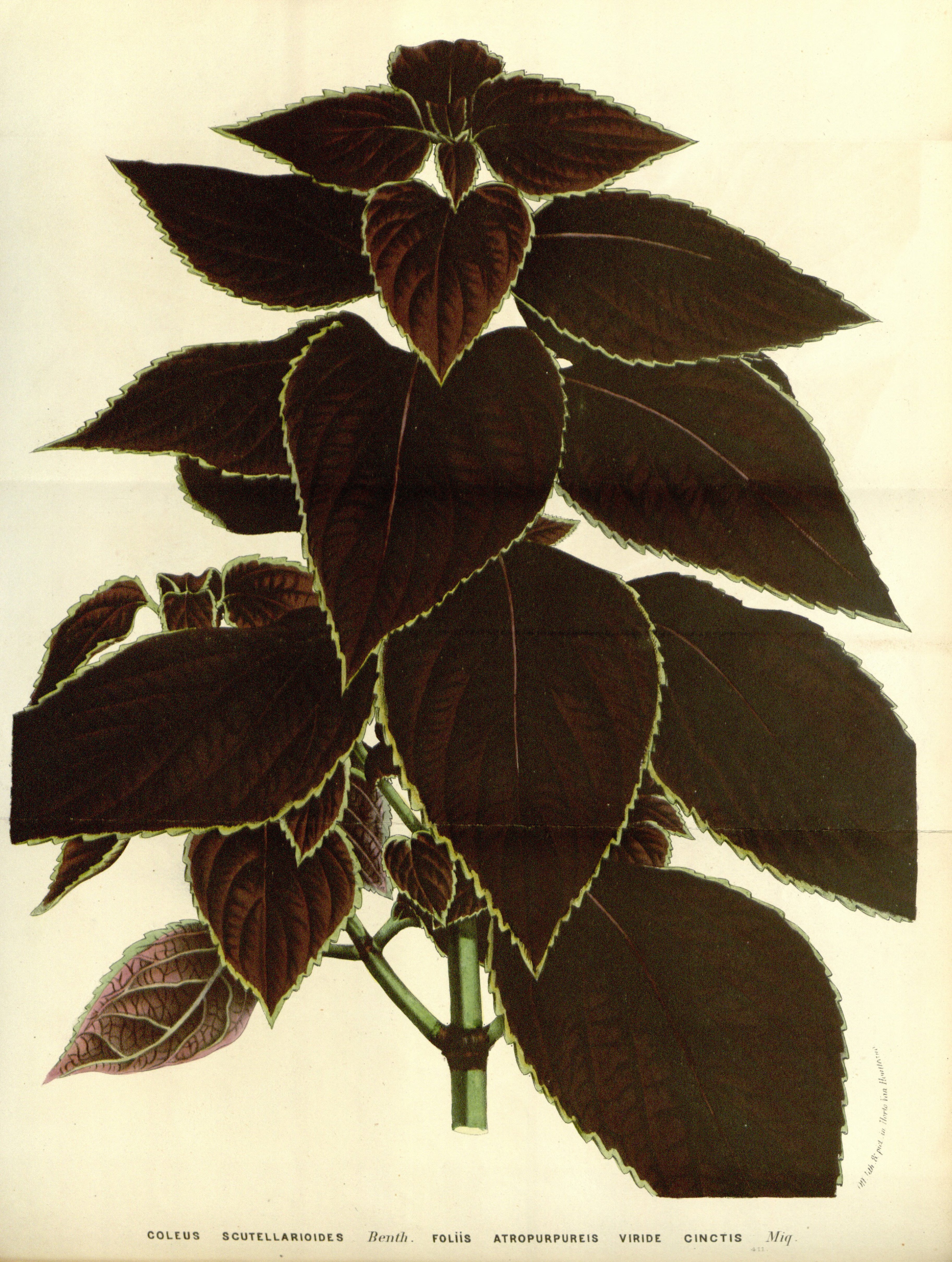 no full size  illustration available (3a)