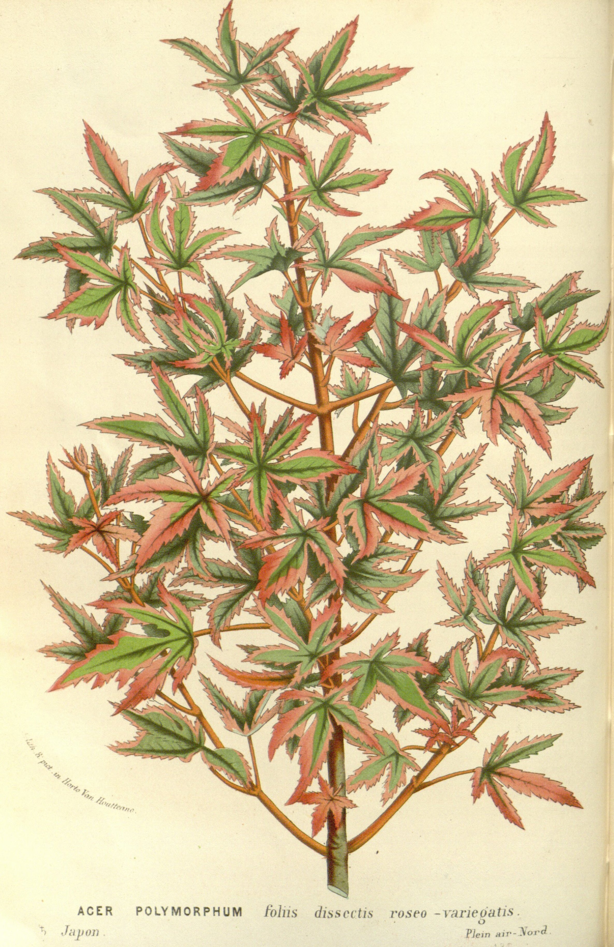 no full size  illustration available (3a)