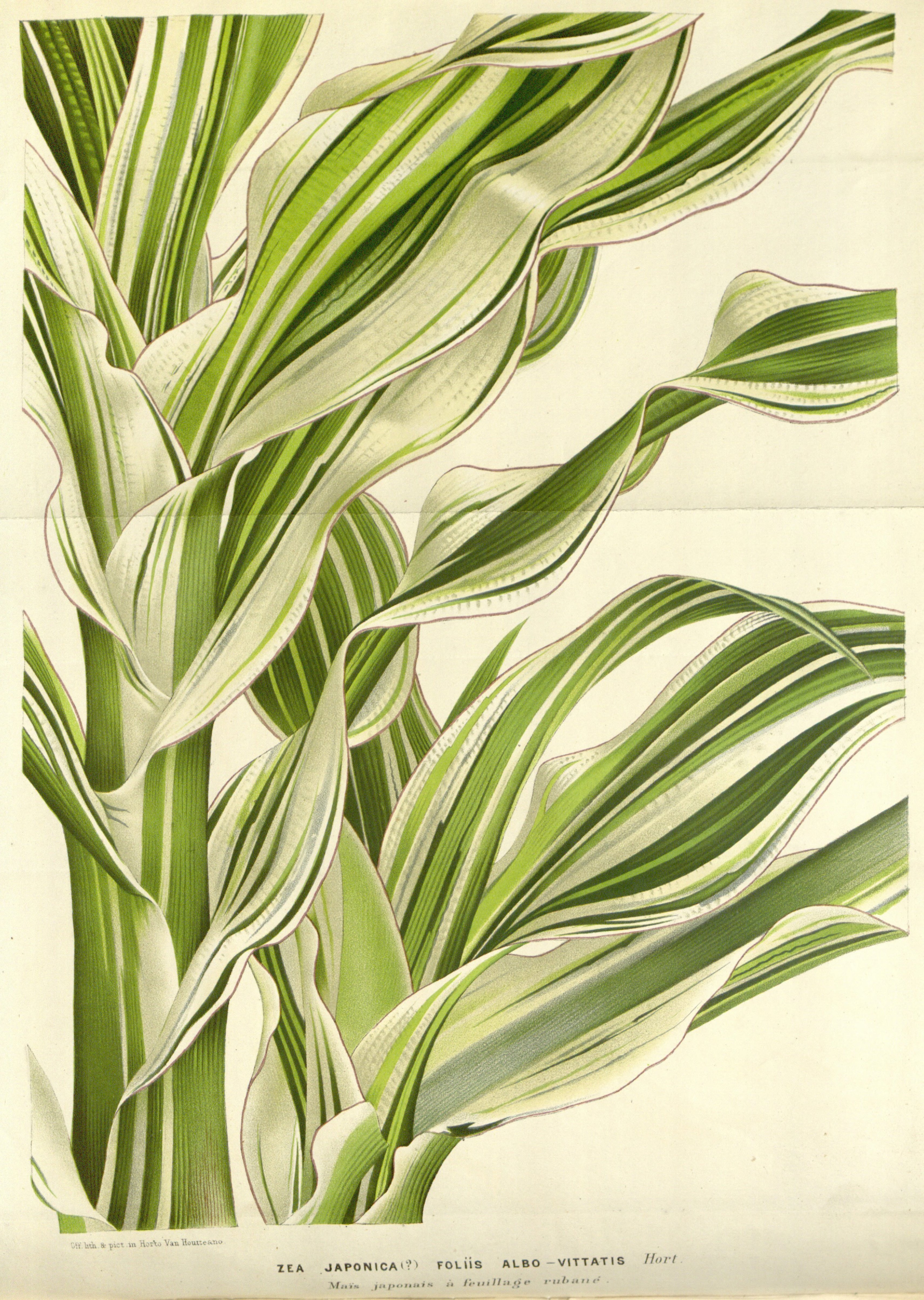 no full size  illustration available (3a)