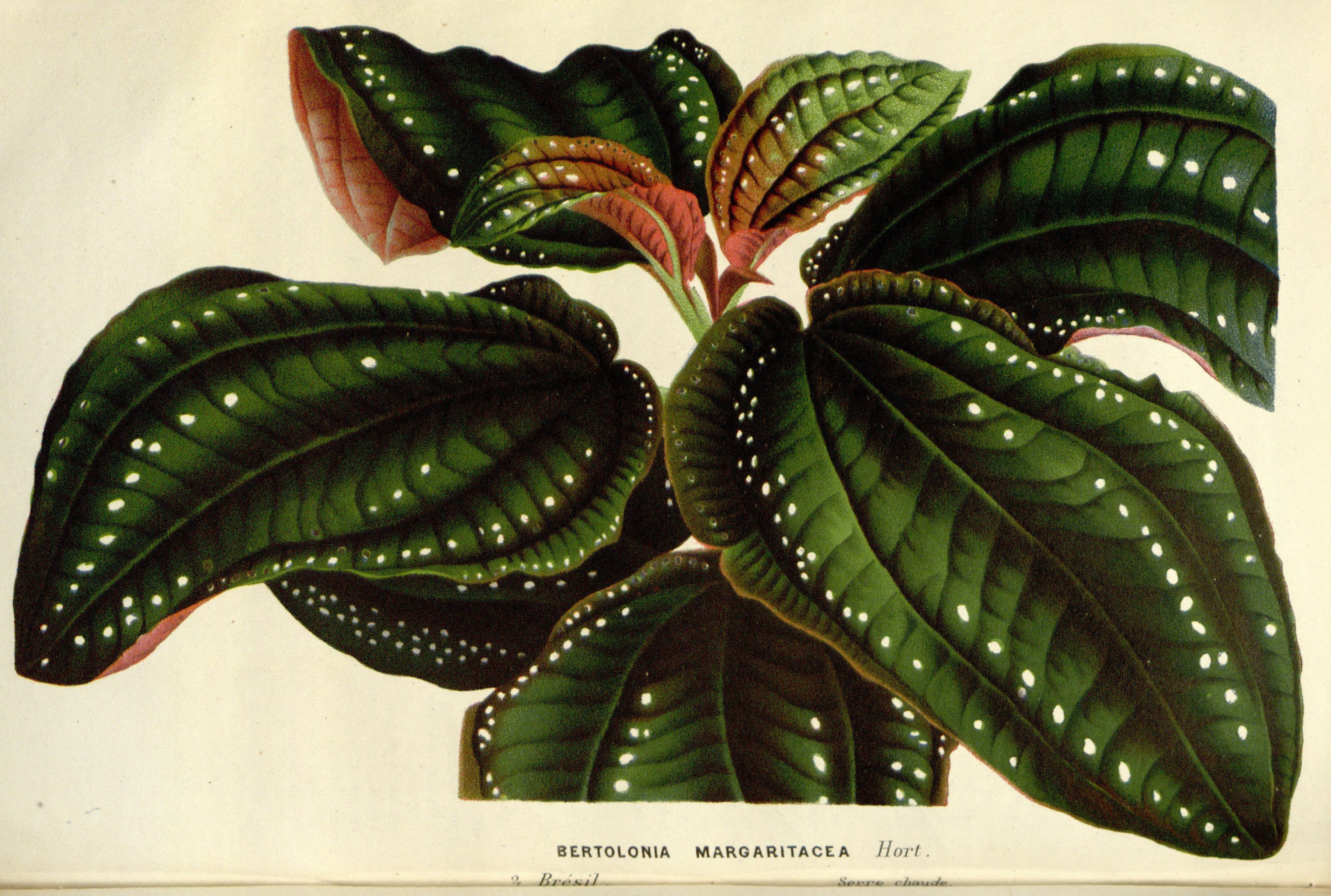 no full size  illustration available (3a)