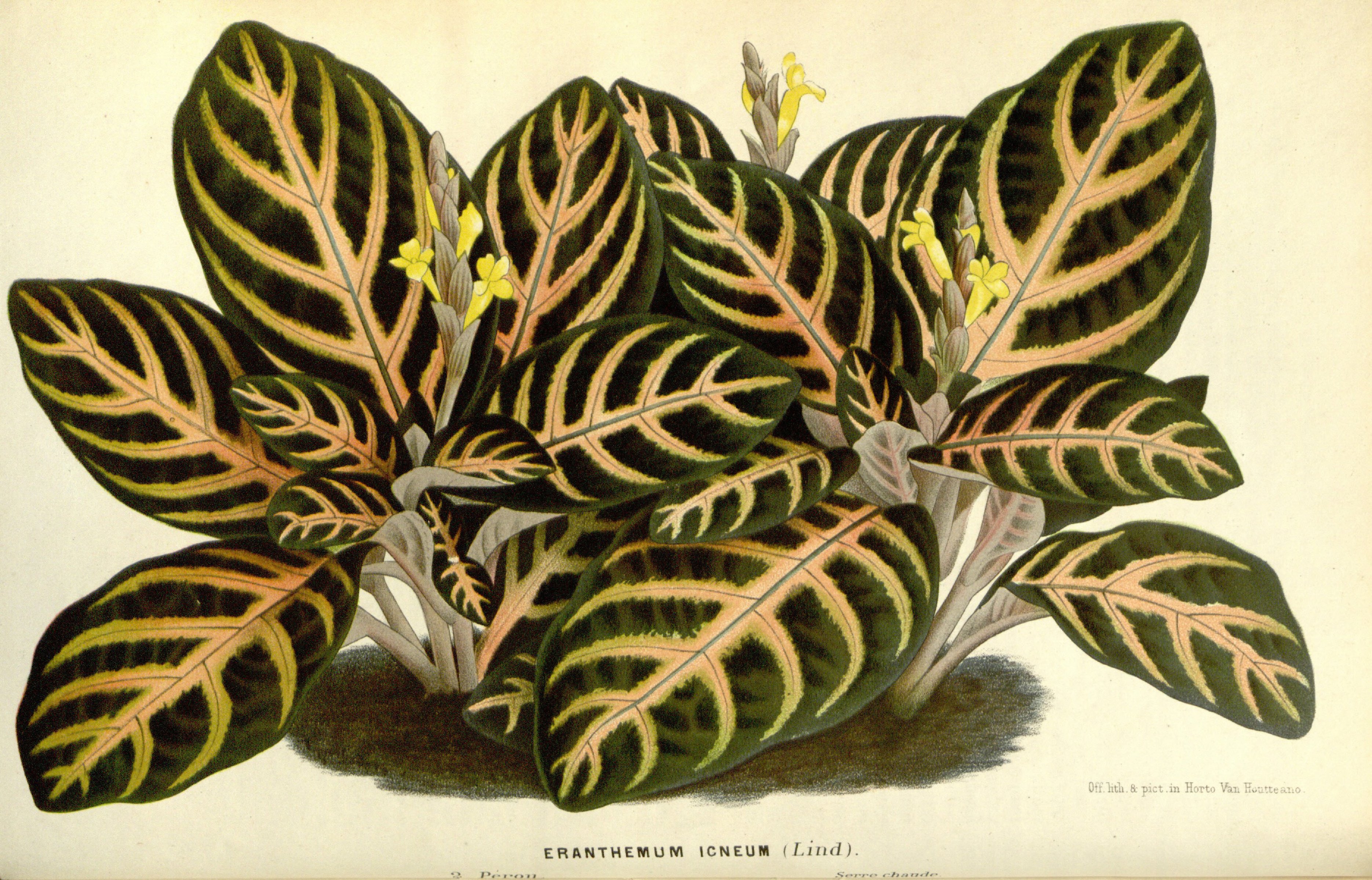 no full size  illustration available (3a)