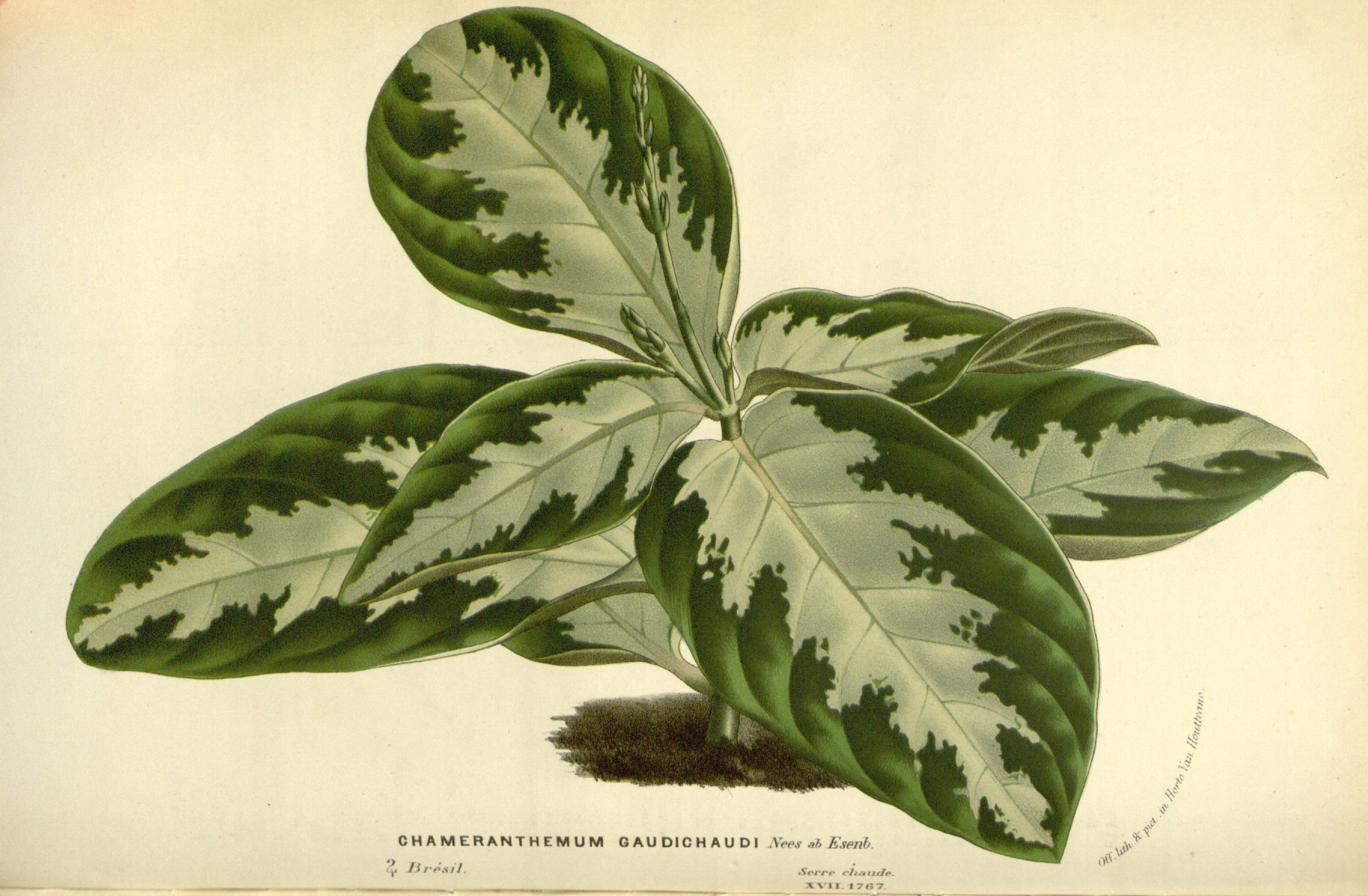 no full size  illustration available (3a)