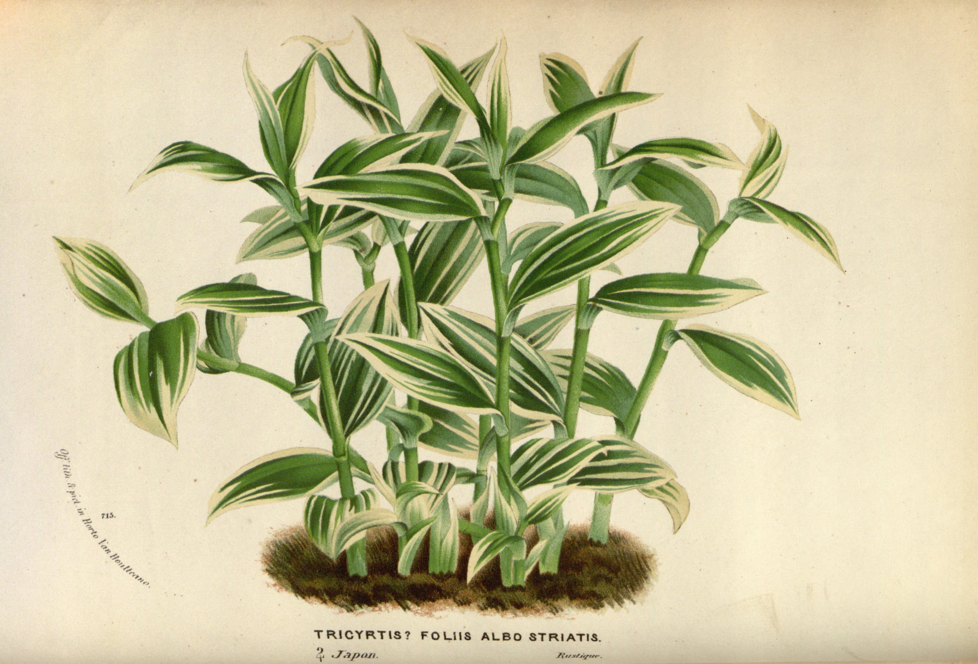 no full size  illustration available (3a)