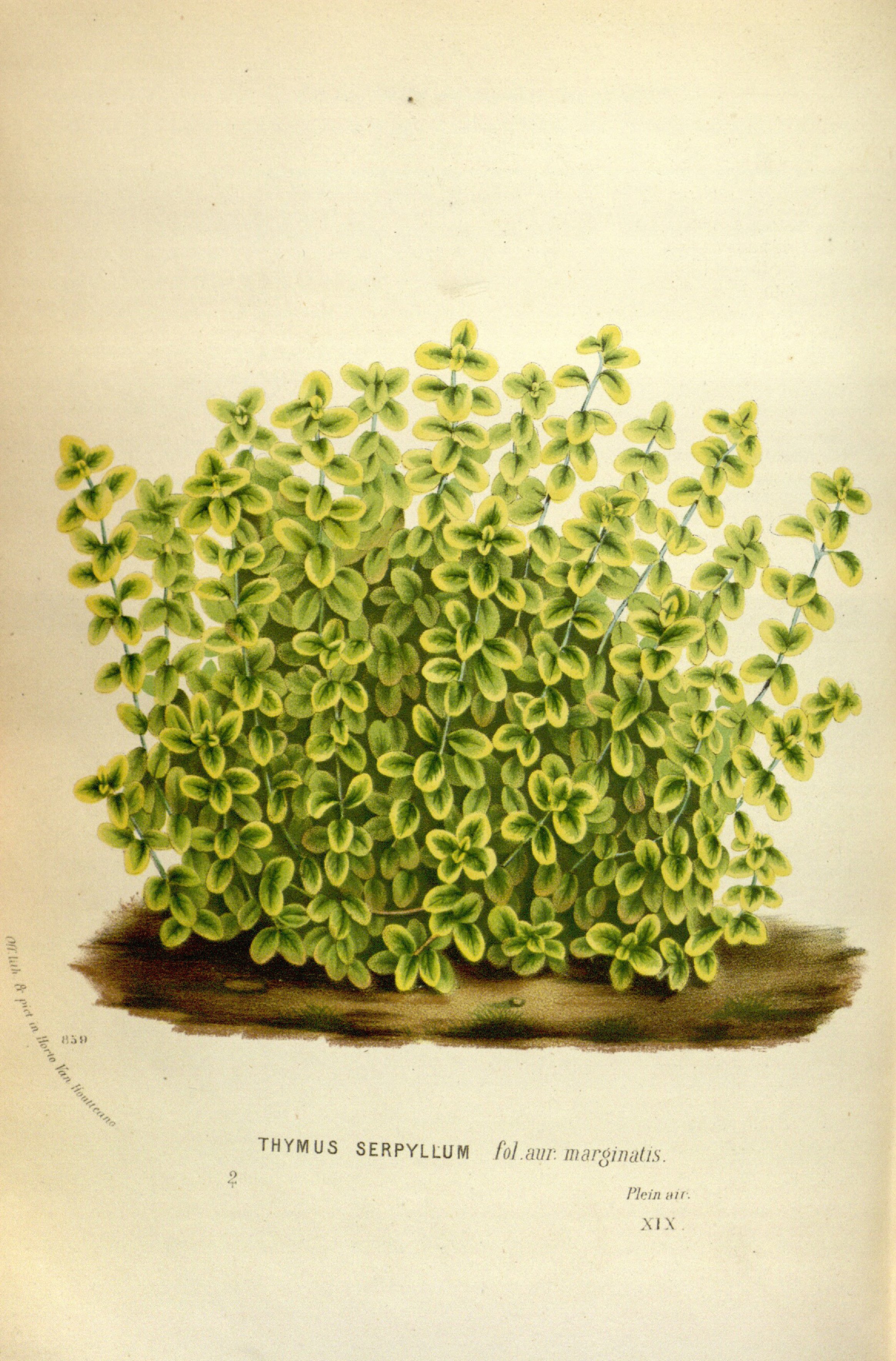 no full size  illustration available (3a)