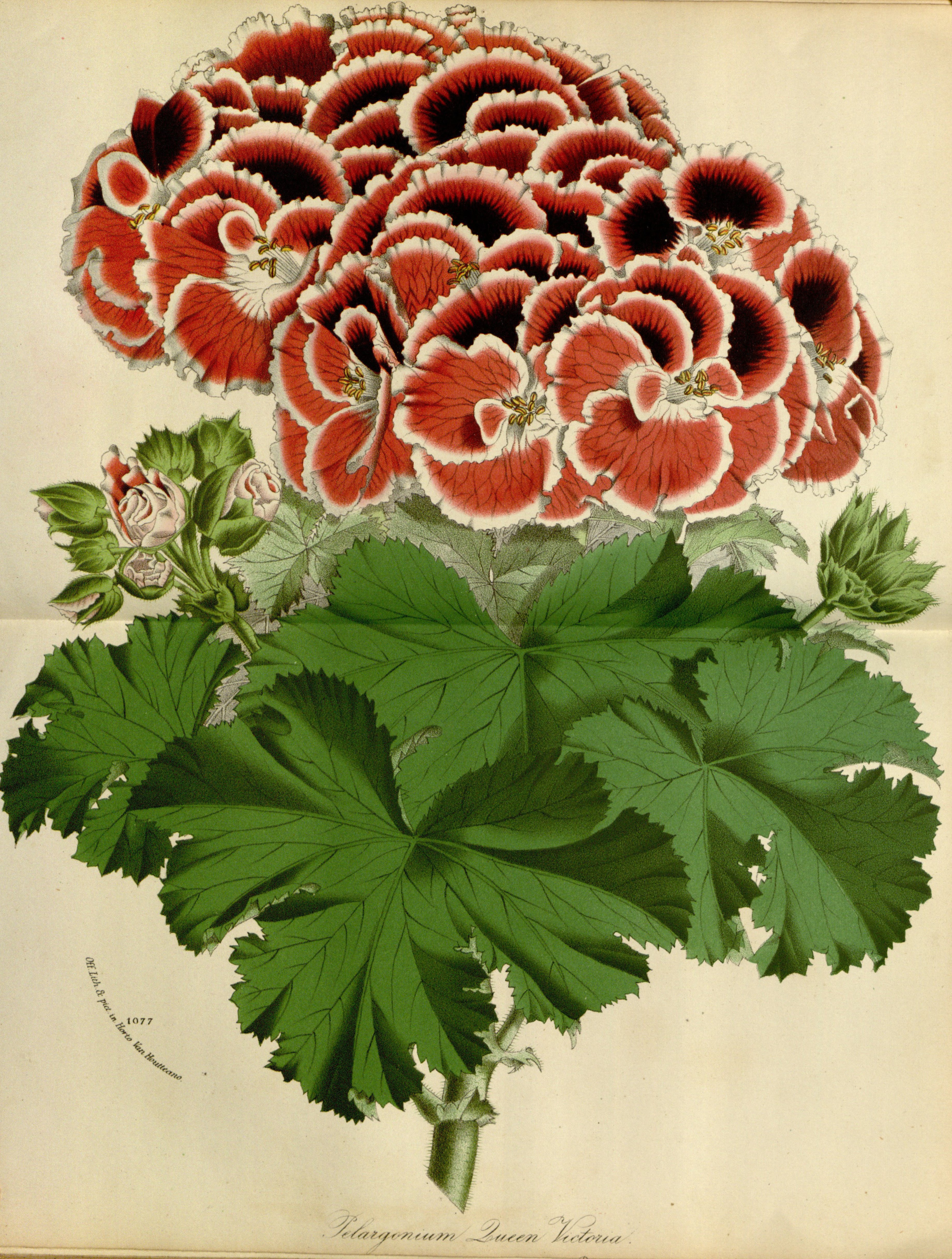 no full size  illustration available (3a)