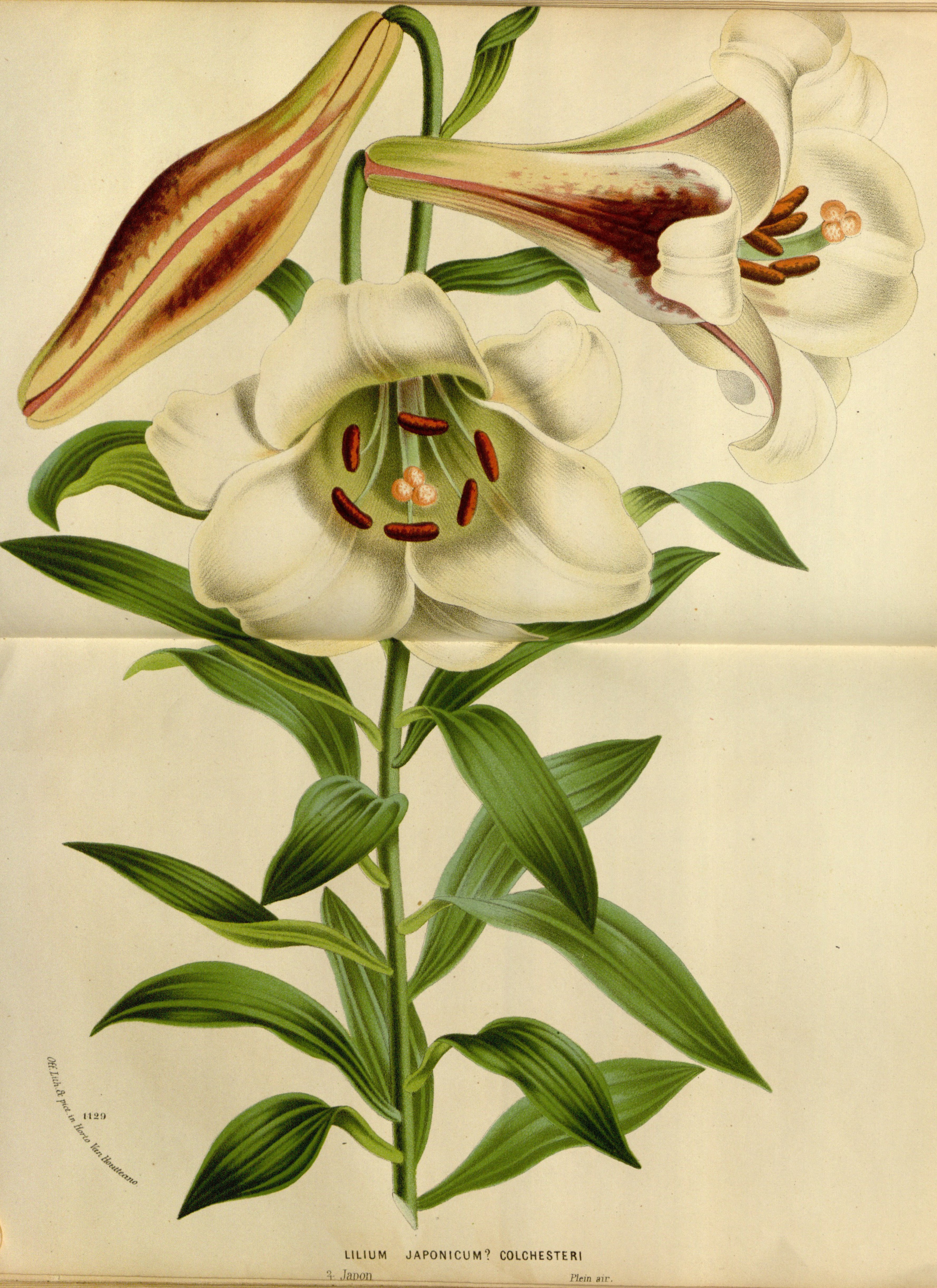 no full size  illustration available (3a)