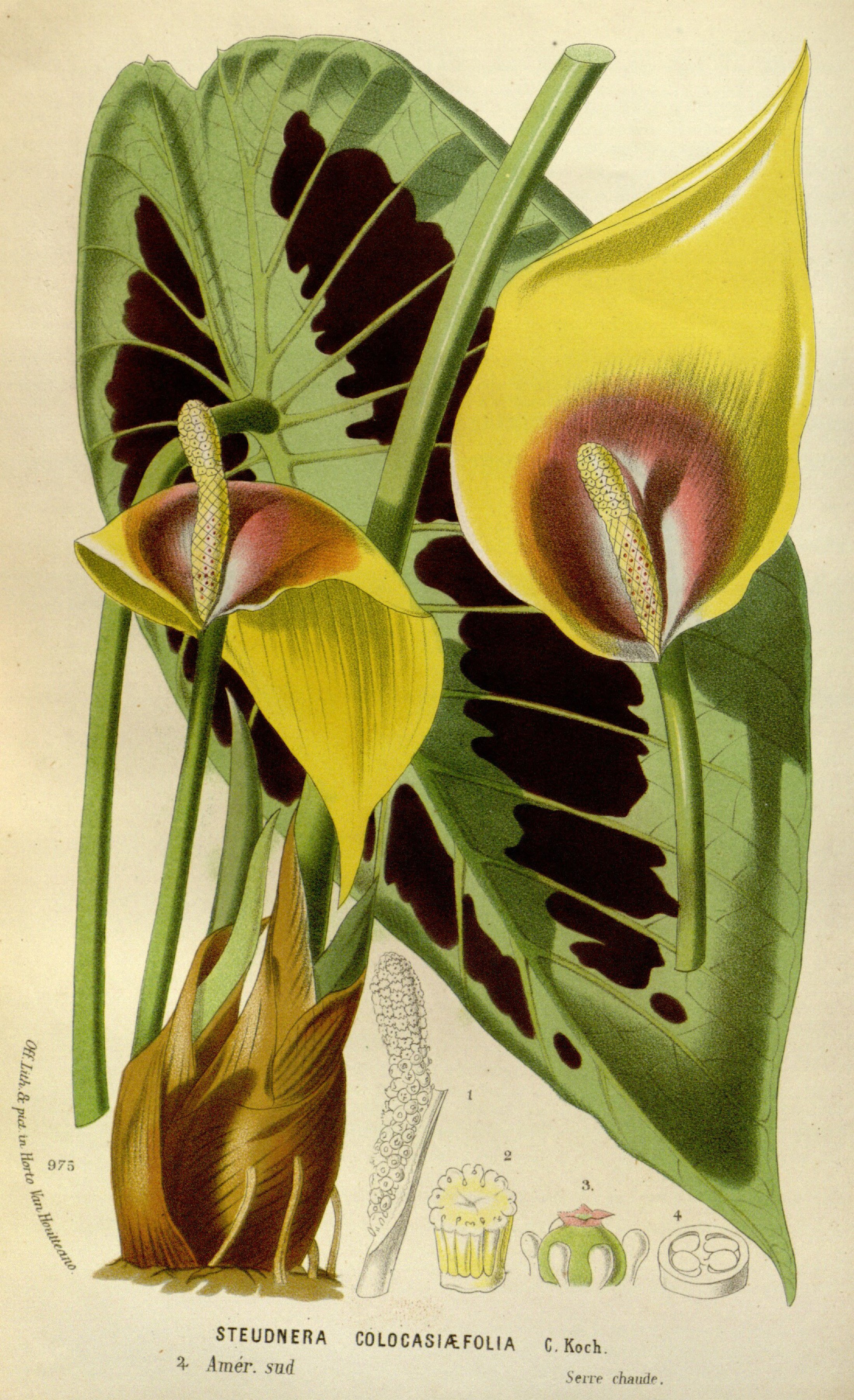 no full size  illustration available (3a)