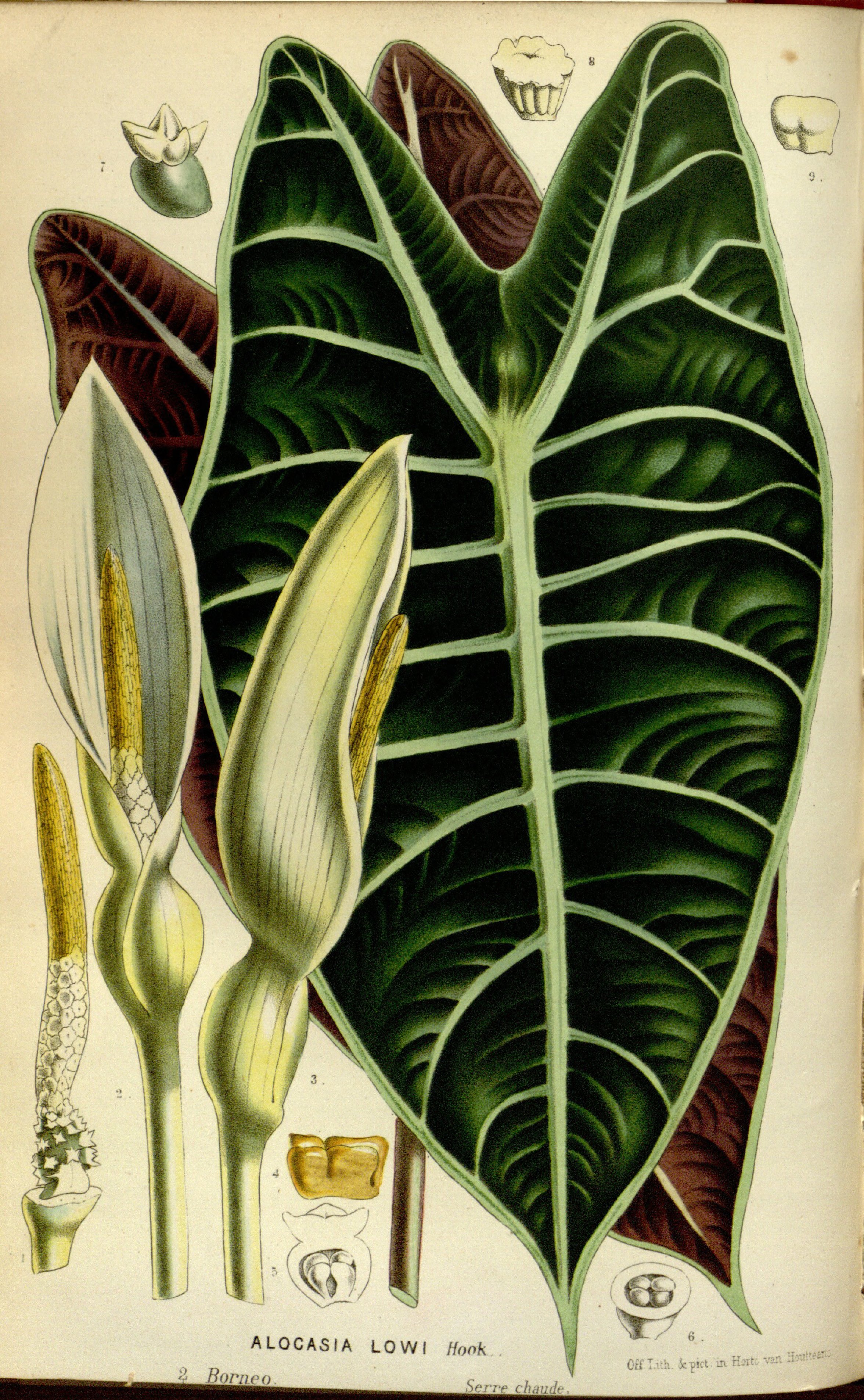 no full size  illustration available (3a)