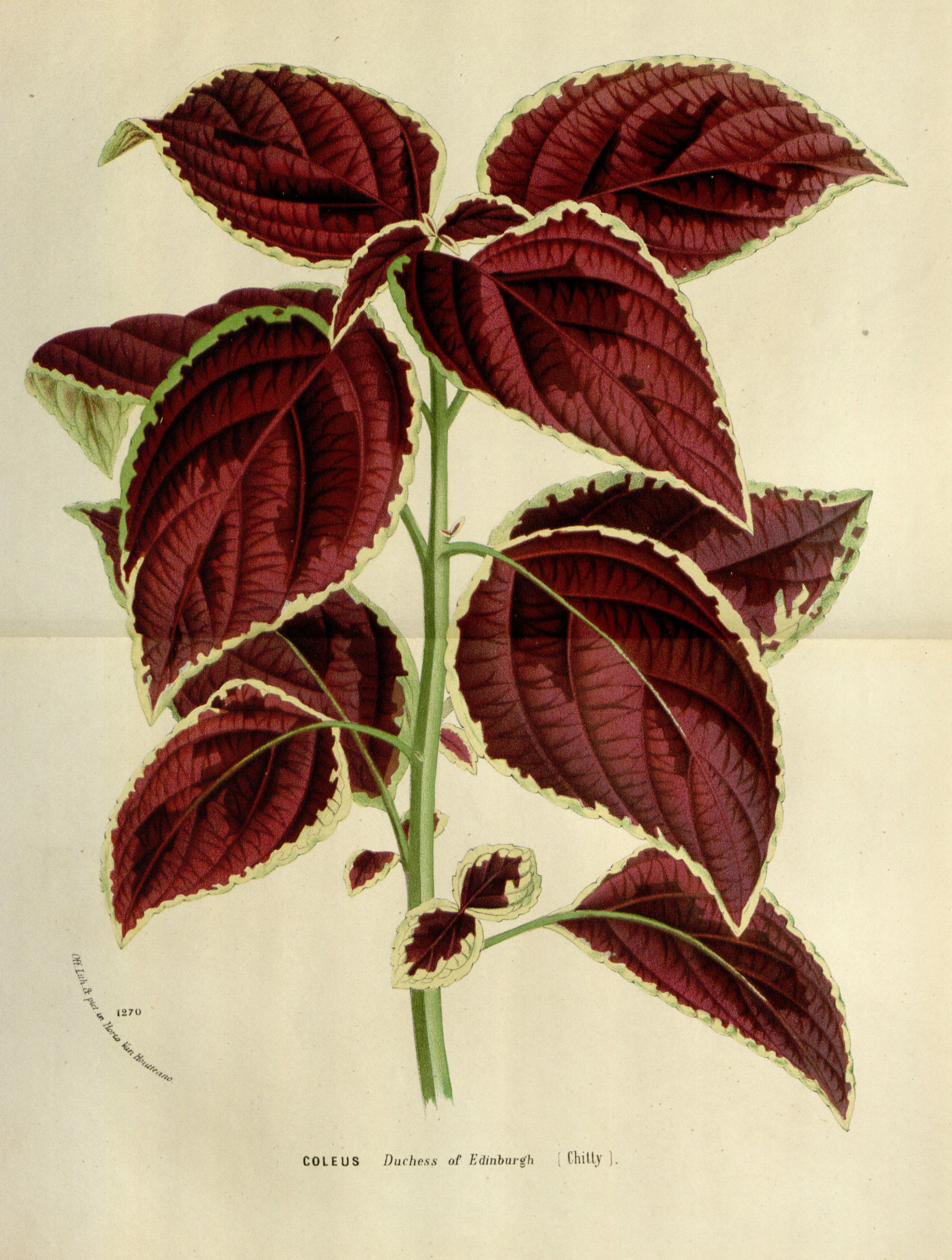 no full size  illustration available (3a)