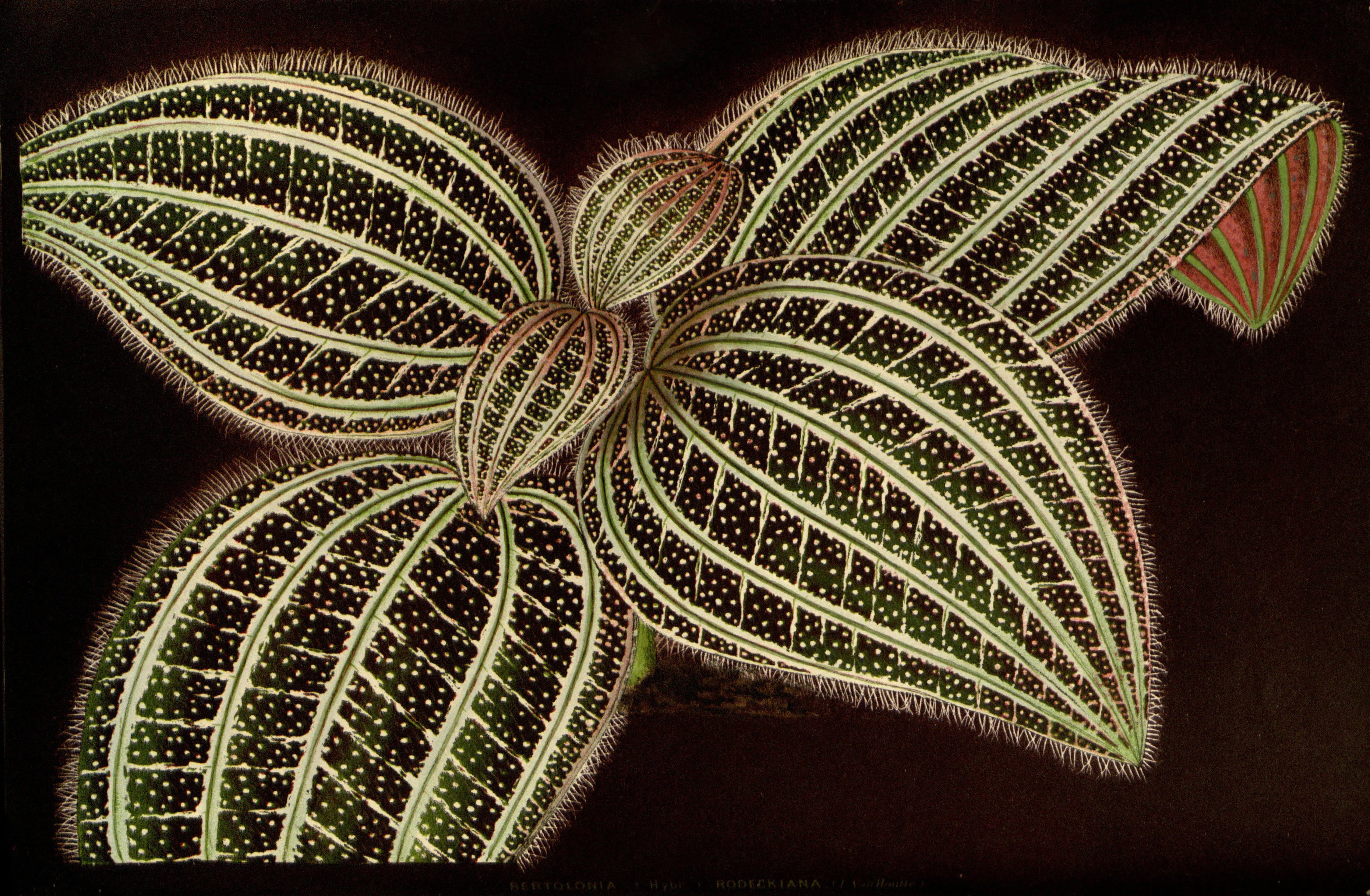 no full size  illustration available (3a)