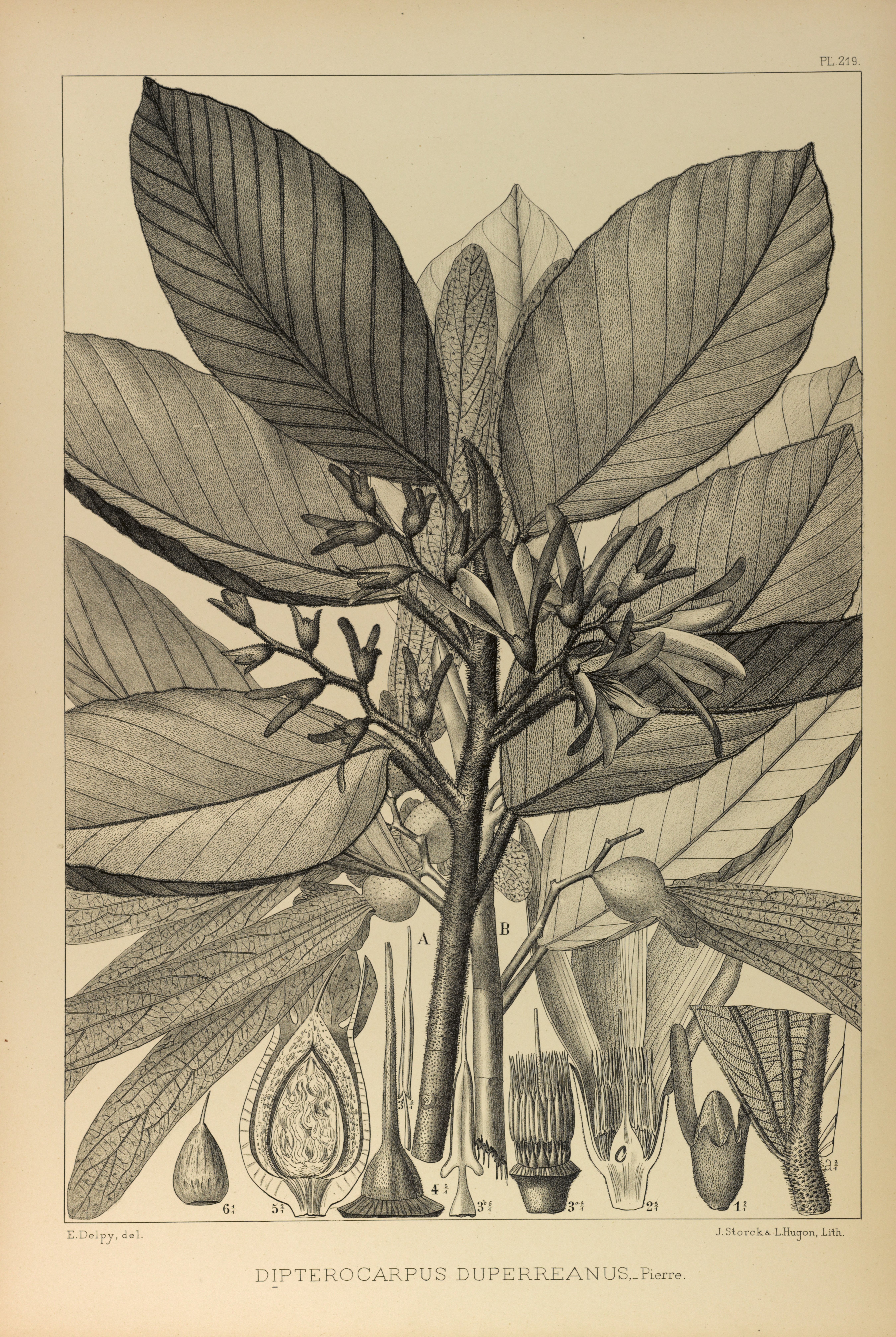 no full size  illustration available (3a)