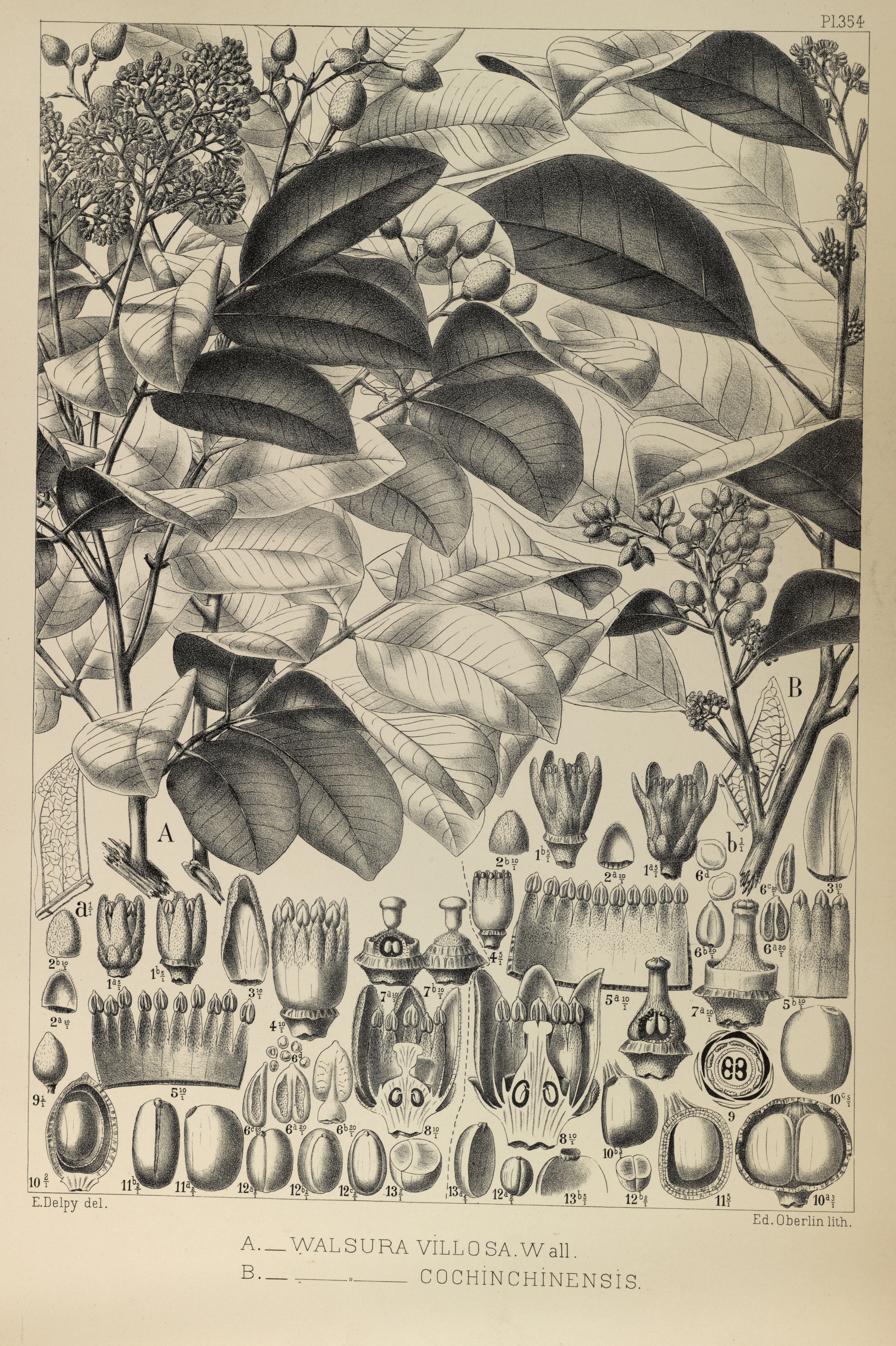 no full size  illustration available (3a)