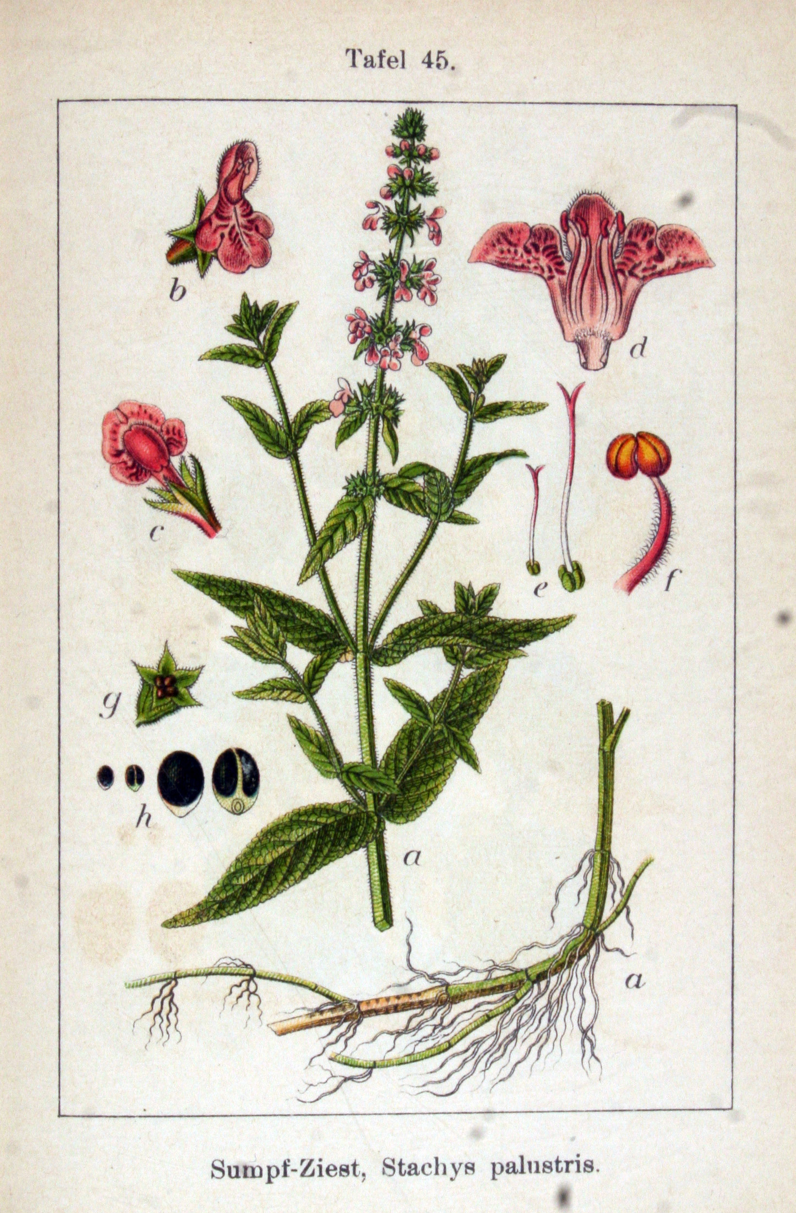 no full size  illustration available (3a)