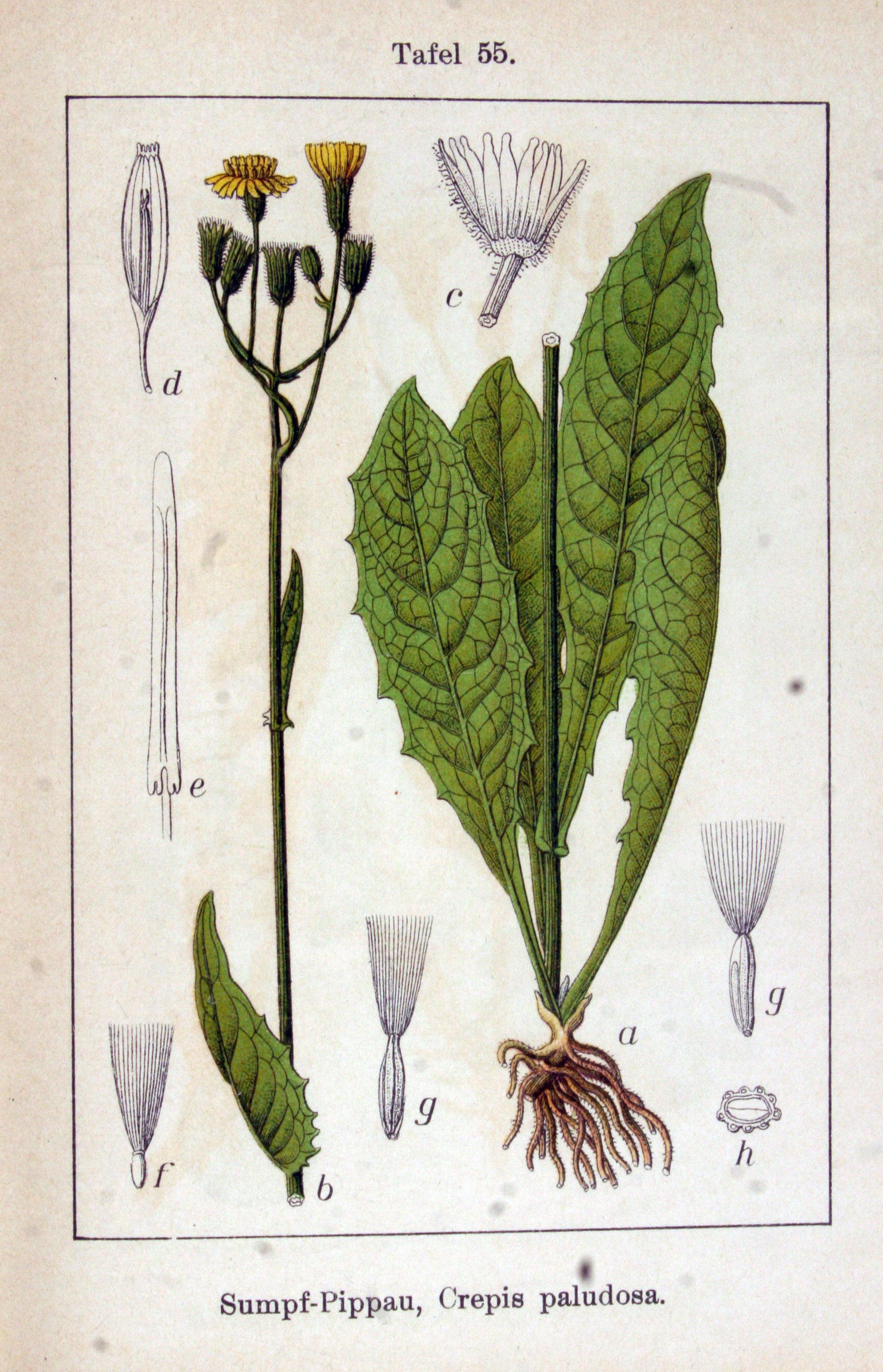 no full size  illustration available (3a)