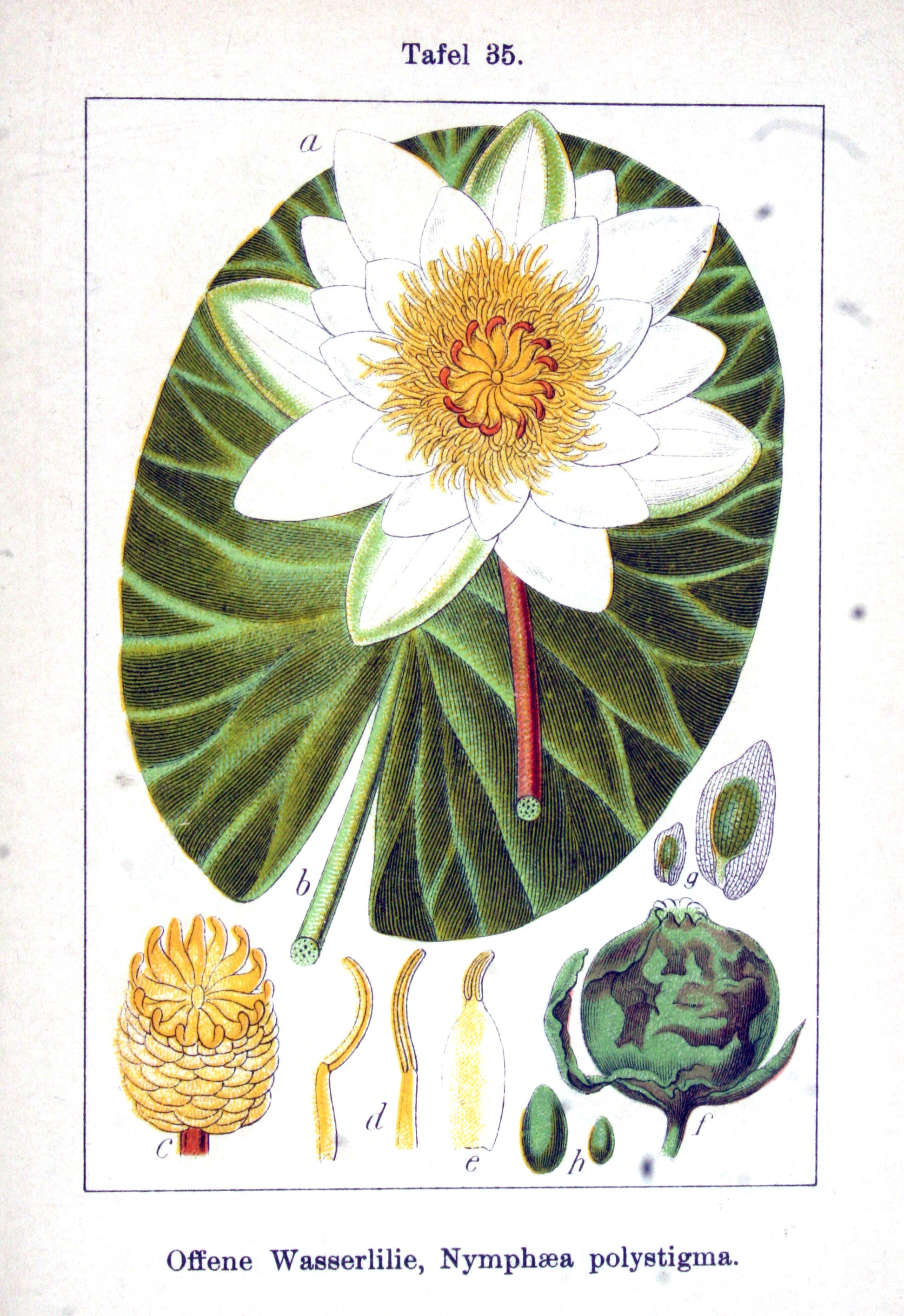 no full size  illustration available (3a)