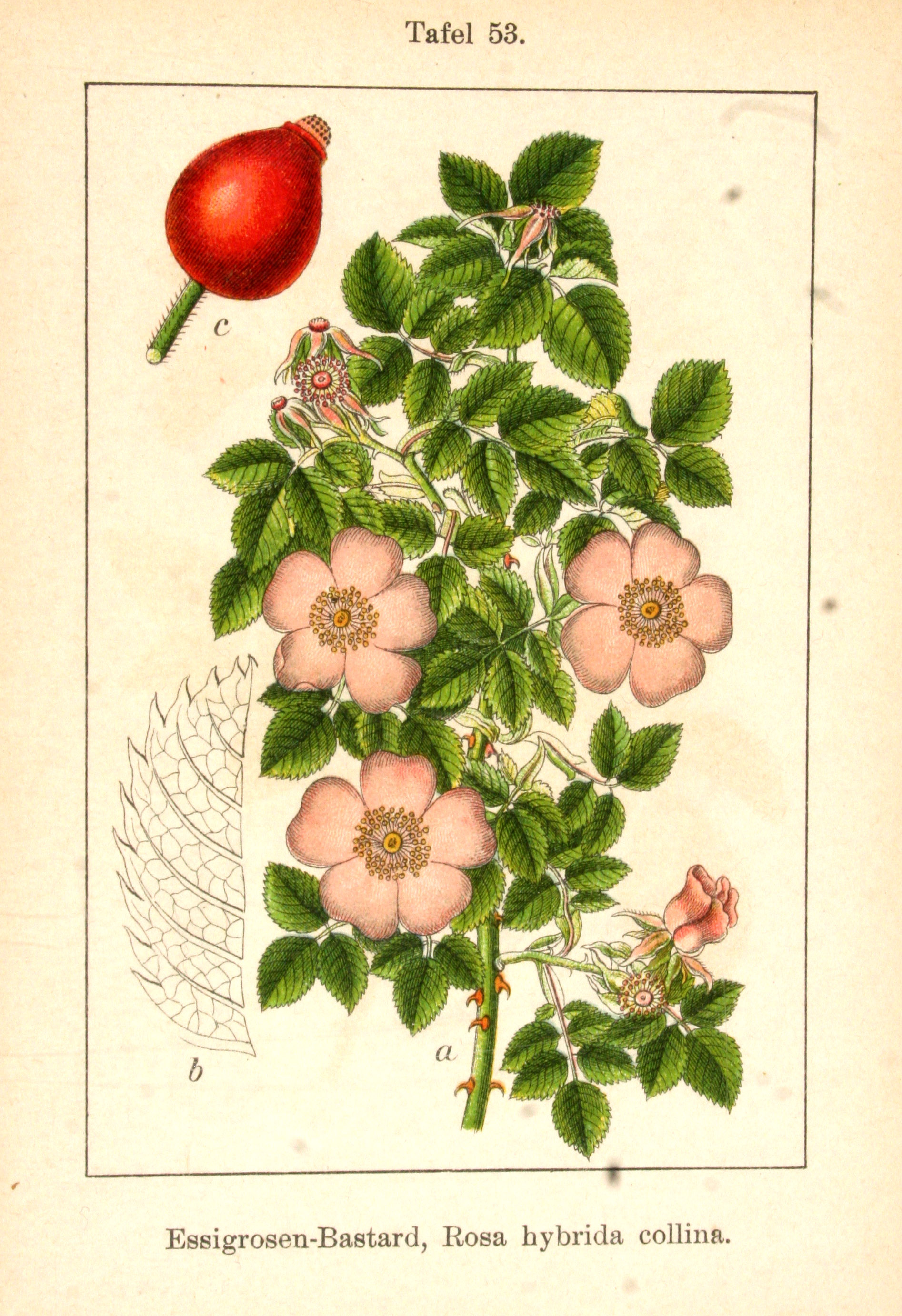 no full size  illustration available (3a)