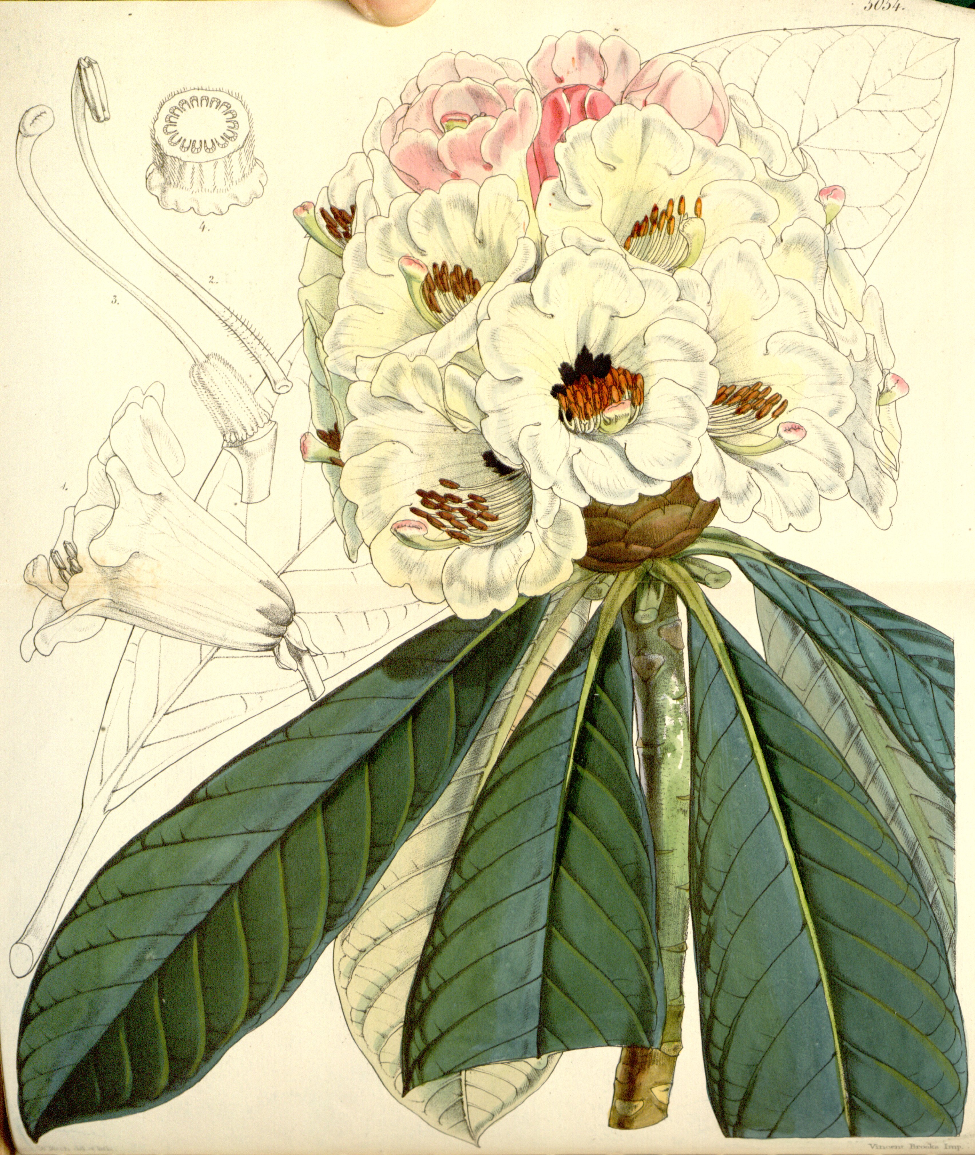 no full size  illustration available (3a)