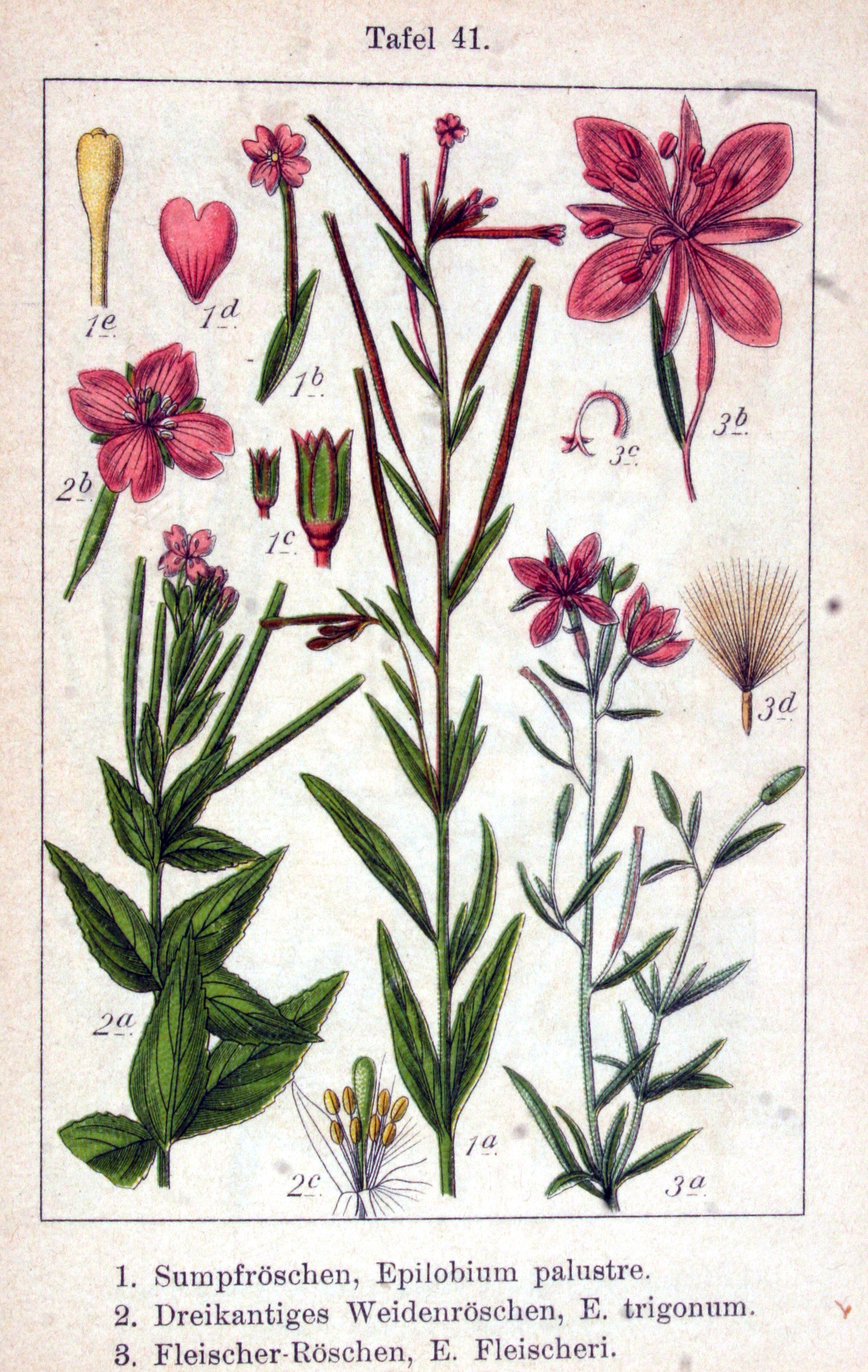 no full size  illustration available (3a)