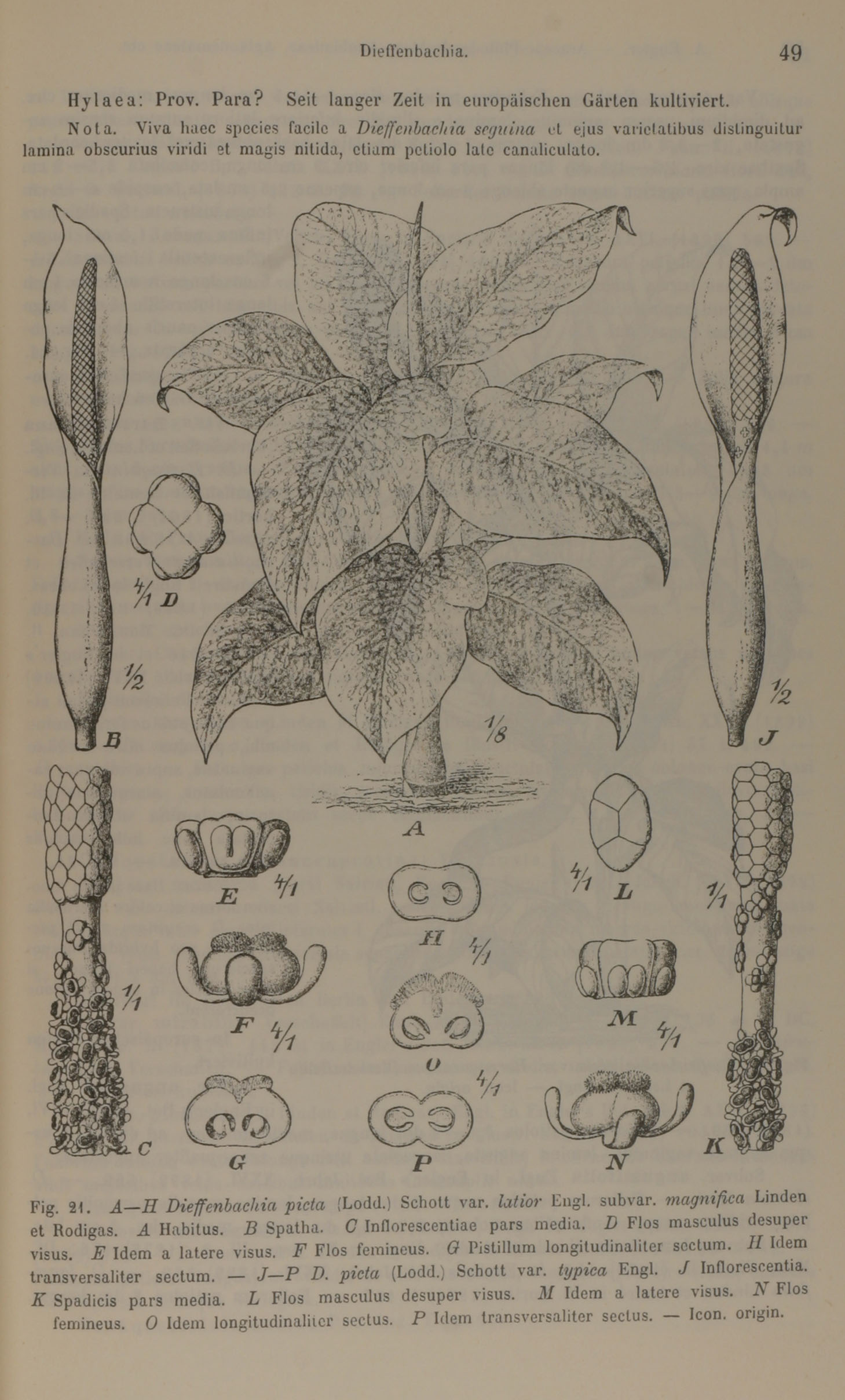 no full size  illustration available (3a)