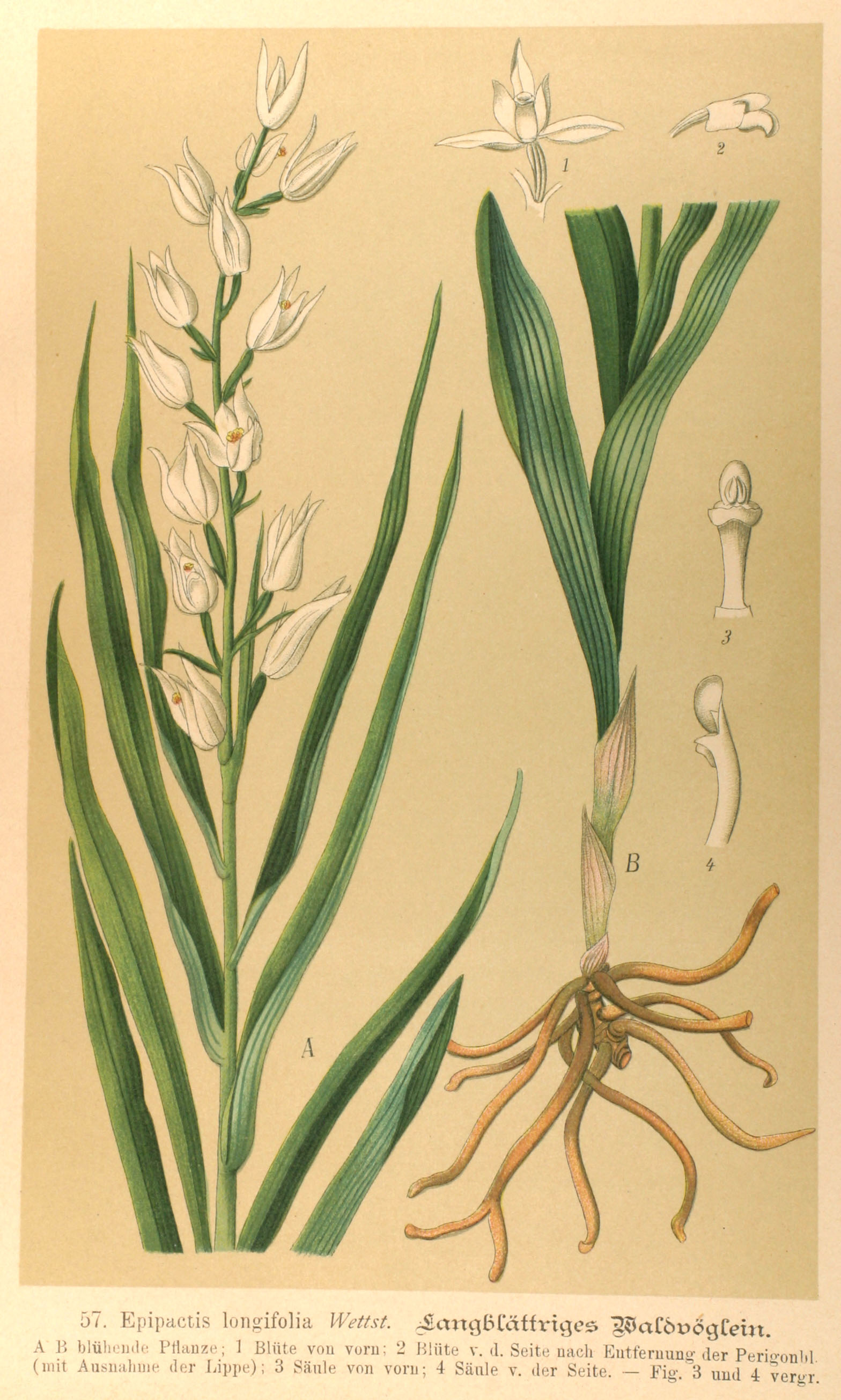 no full size  illustration available (3a)