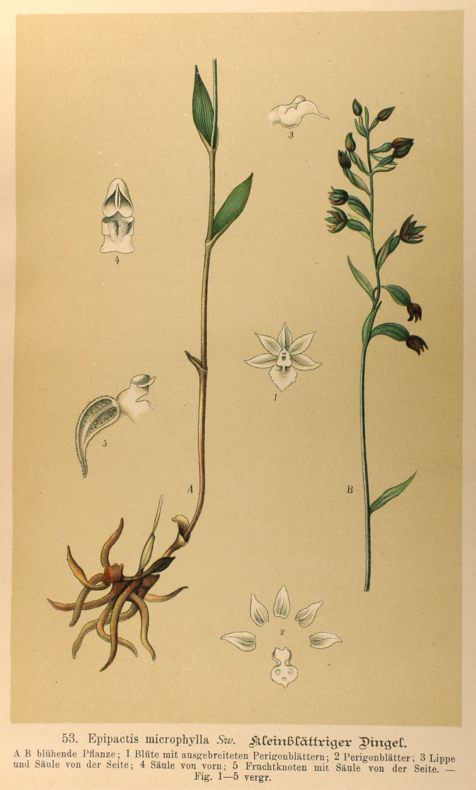 no full size  illustration available (3a)