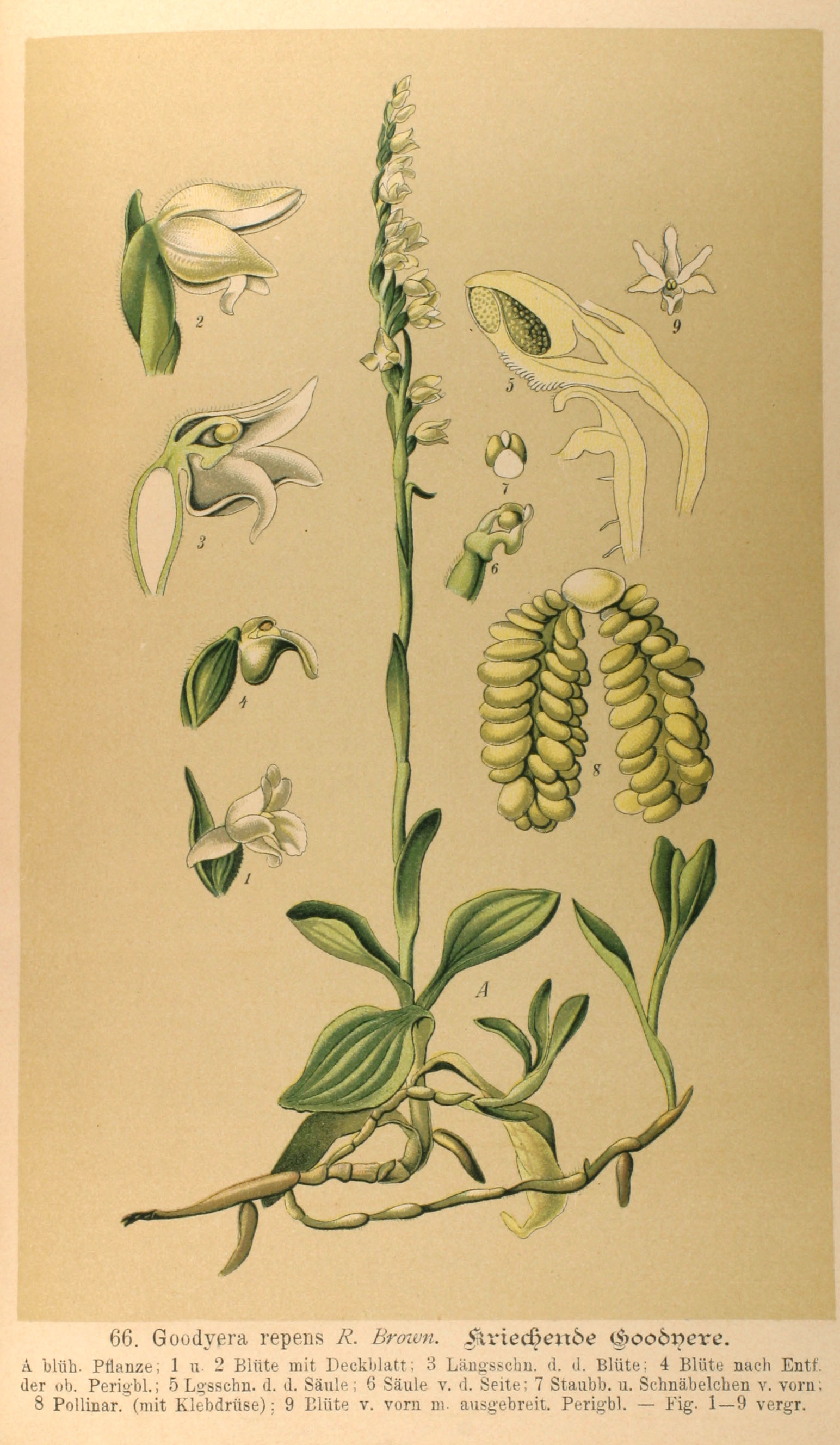 no full size  illustration available (3a)