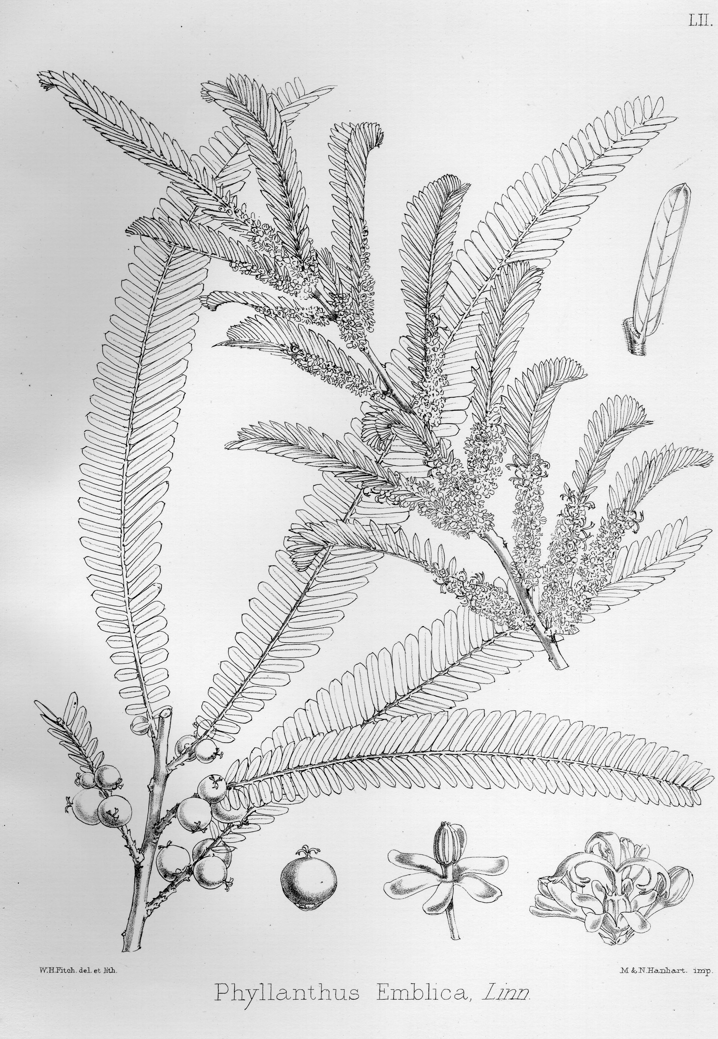 no full size  illustration available (3a)