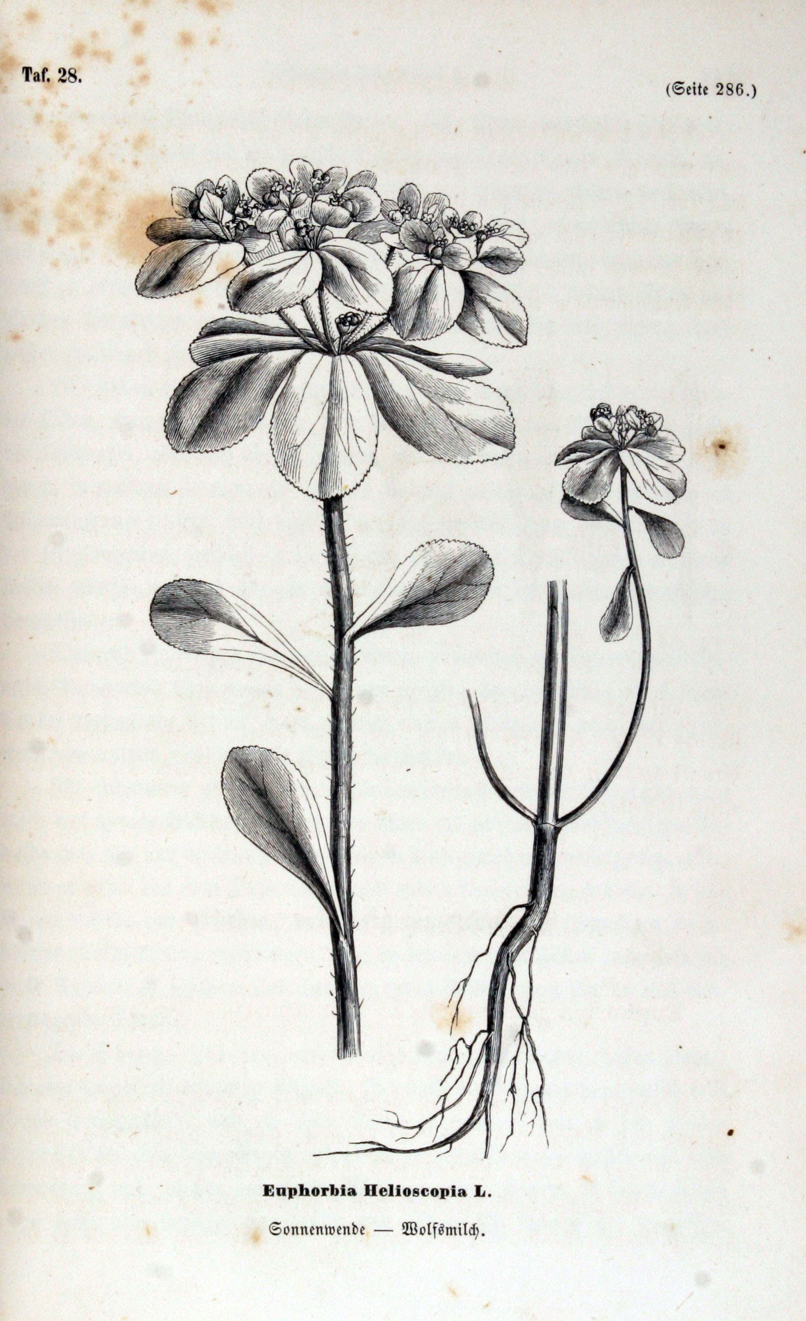 no full size  illustration available (3a)