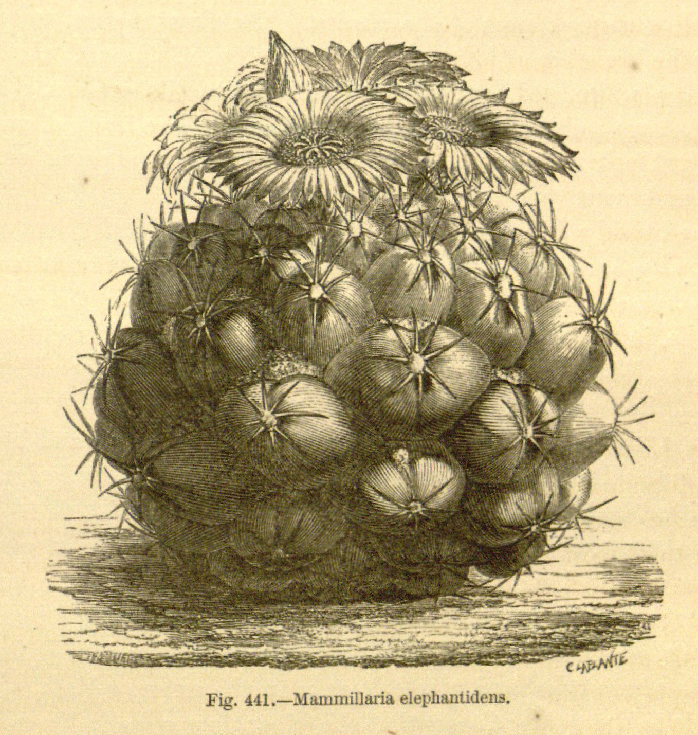 no full size  illustration available (3a)