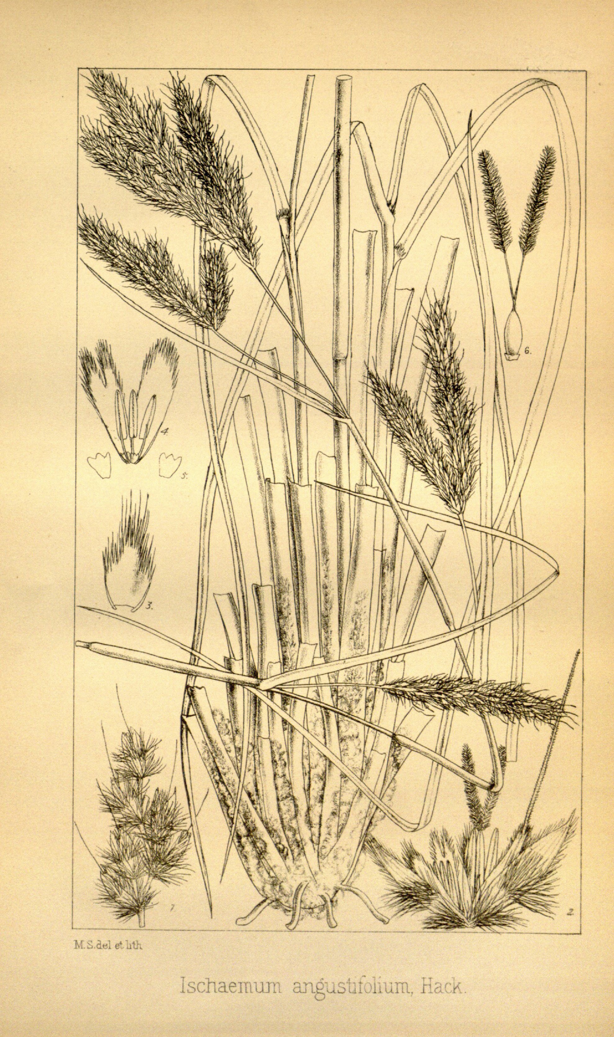 no full size  illustration available (3a)